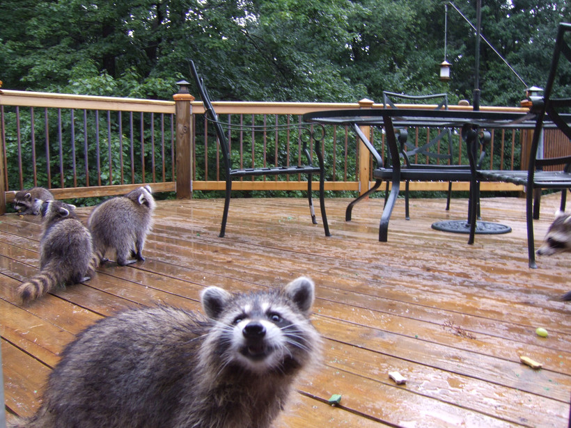 Racoons cavort on the deck of a suburban home.