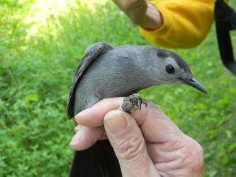 An up-close shot of a small gray bird perched on a person's fingers