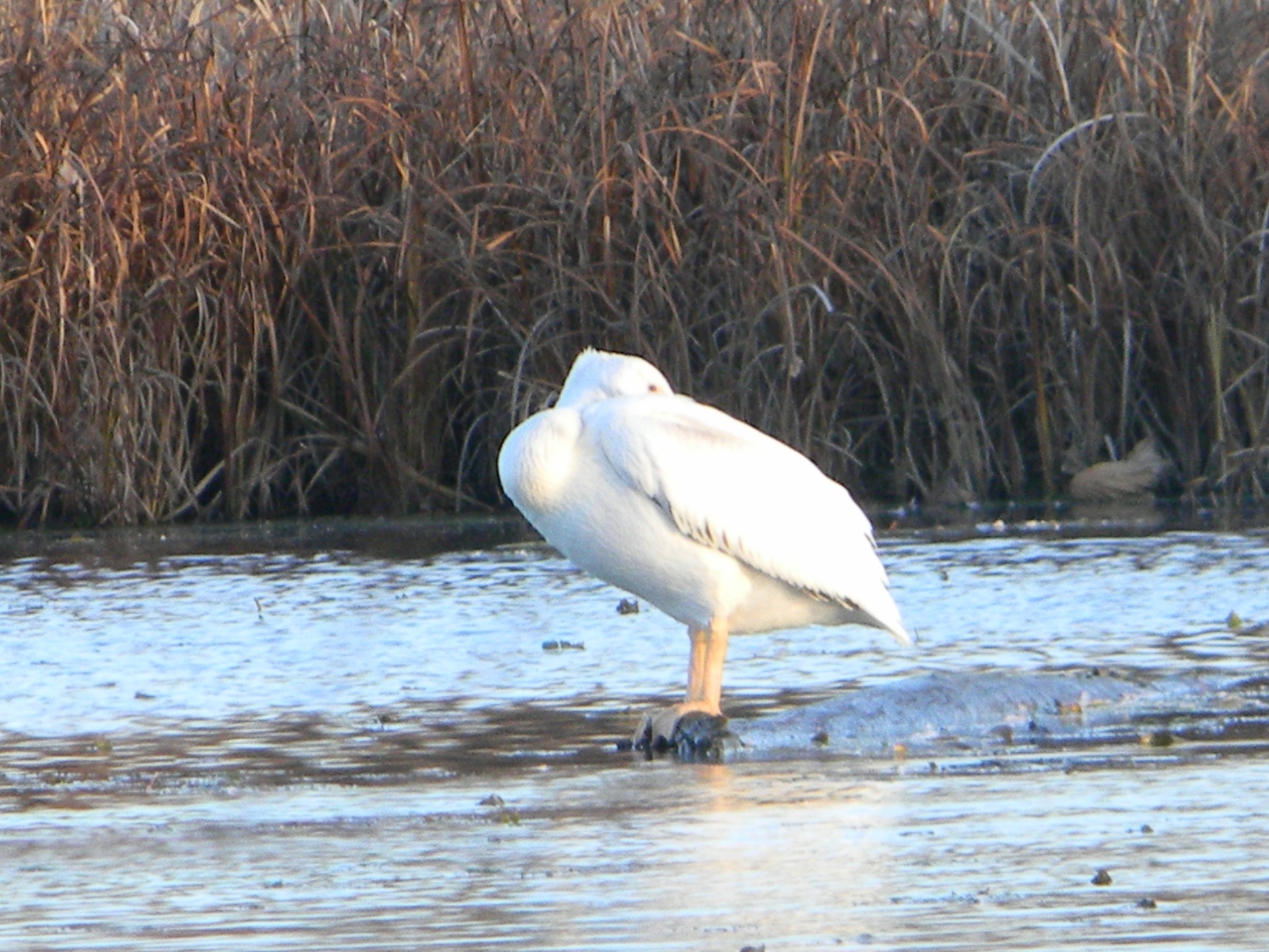 A white bird stands in shallow wetland waters with tall grass and weeds in the background