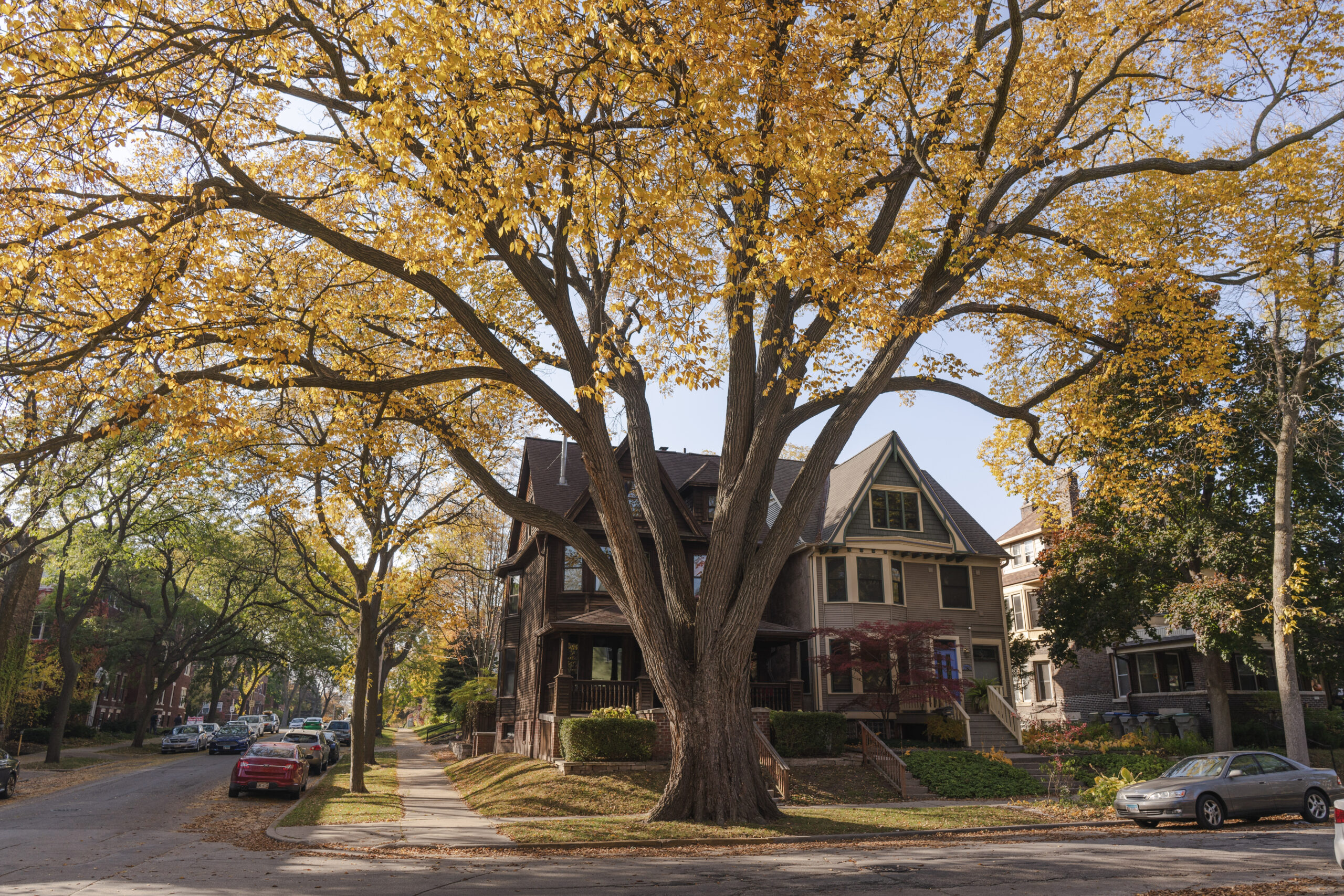 Searching for Wisconsin’s majestic champion trees