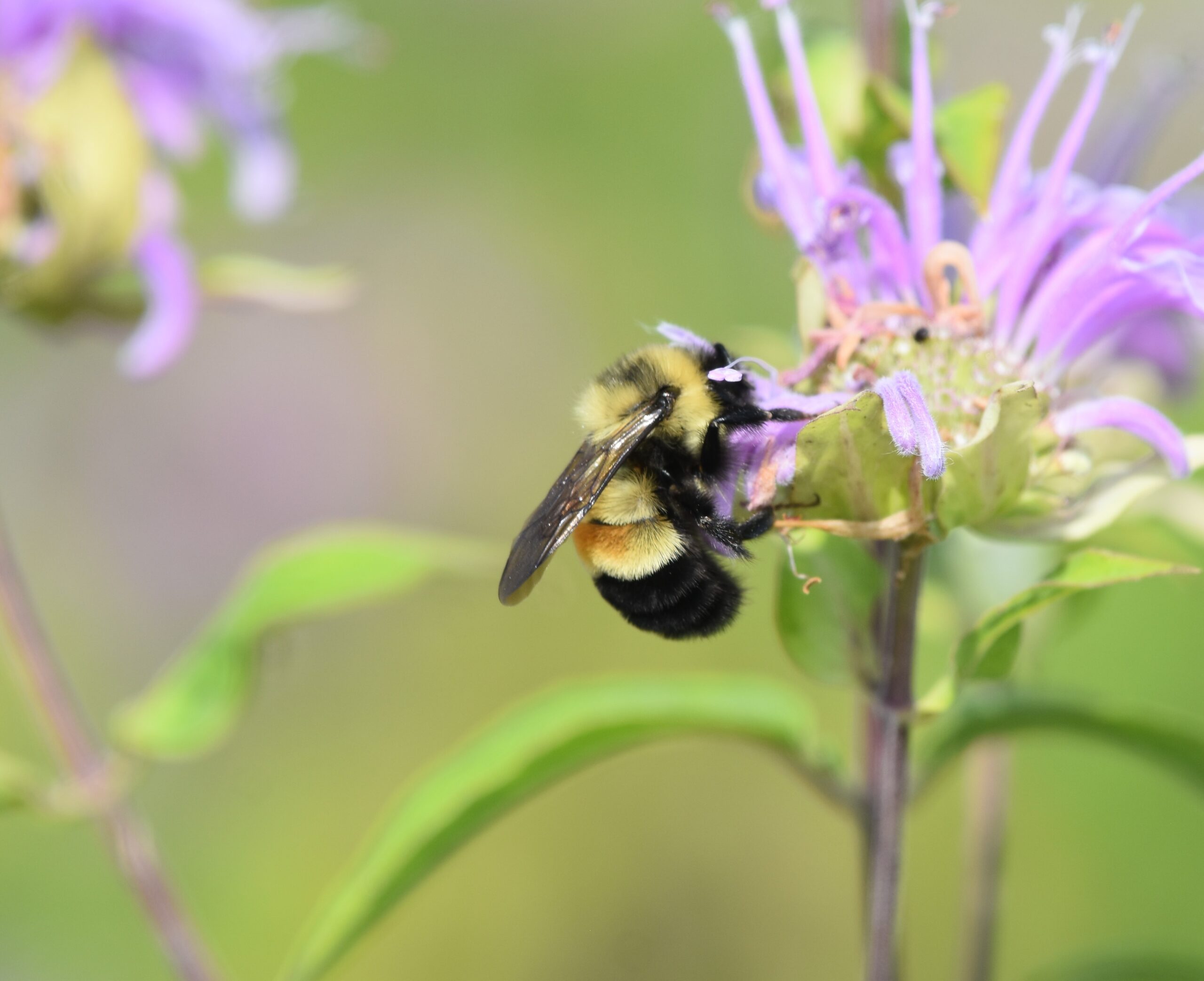 A male rusty patched bumble bee visiting wild bergamot, a wildllower commonly called bee balm.