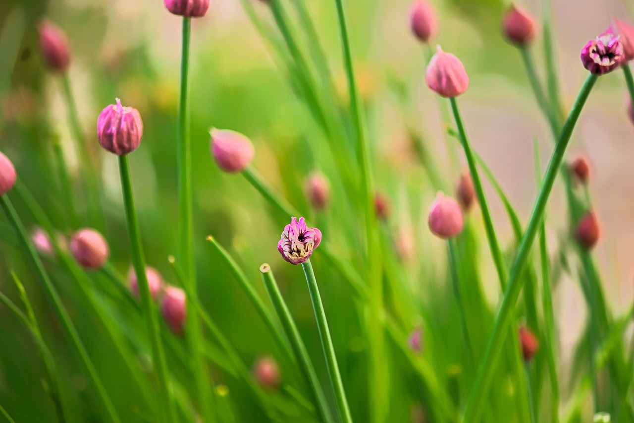 Chive plants with flowers.