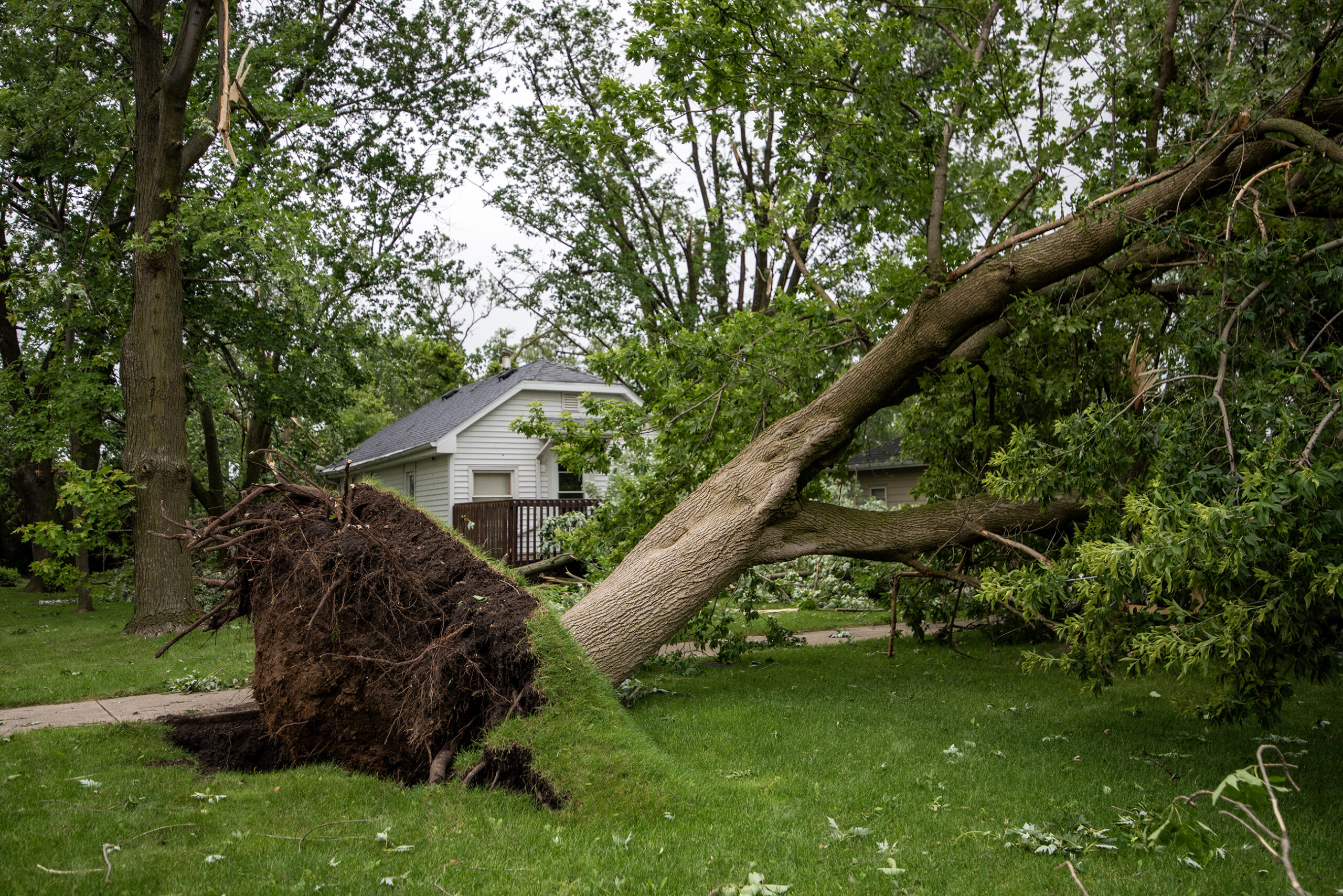 A large tree is on its side in front of a house. Roots can bee seen underneath.