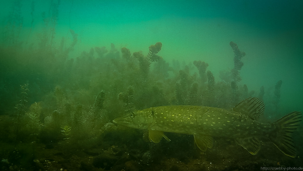 Northern pike underwater
