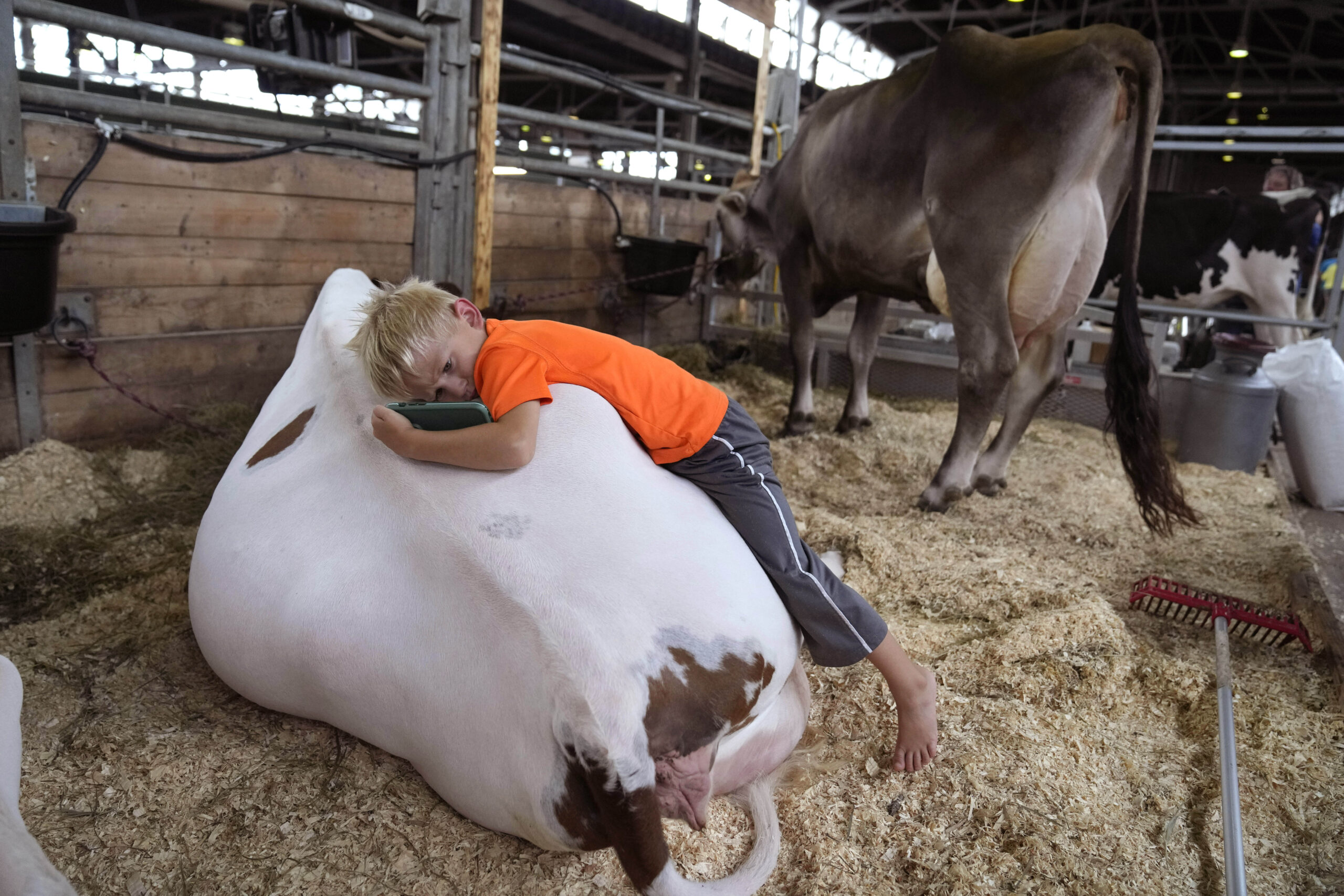 Five-year-old Jack Sawyer, of Dillon, Iowa, lies on the back of a cow.