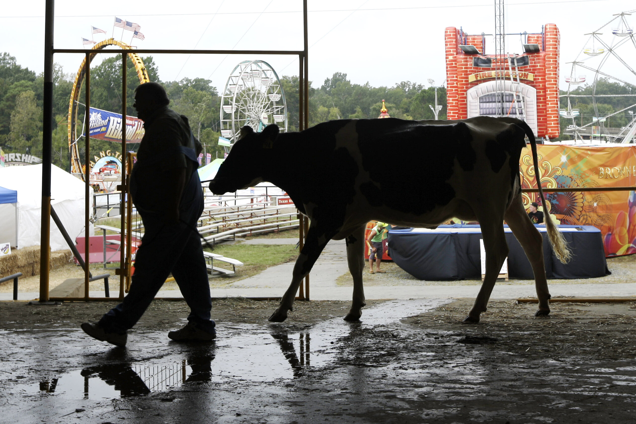 A man leads a cow in a cattle barn.