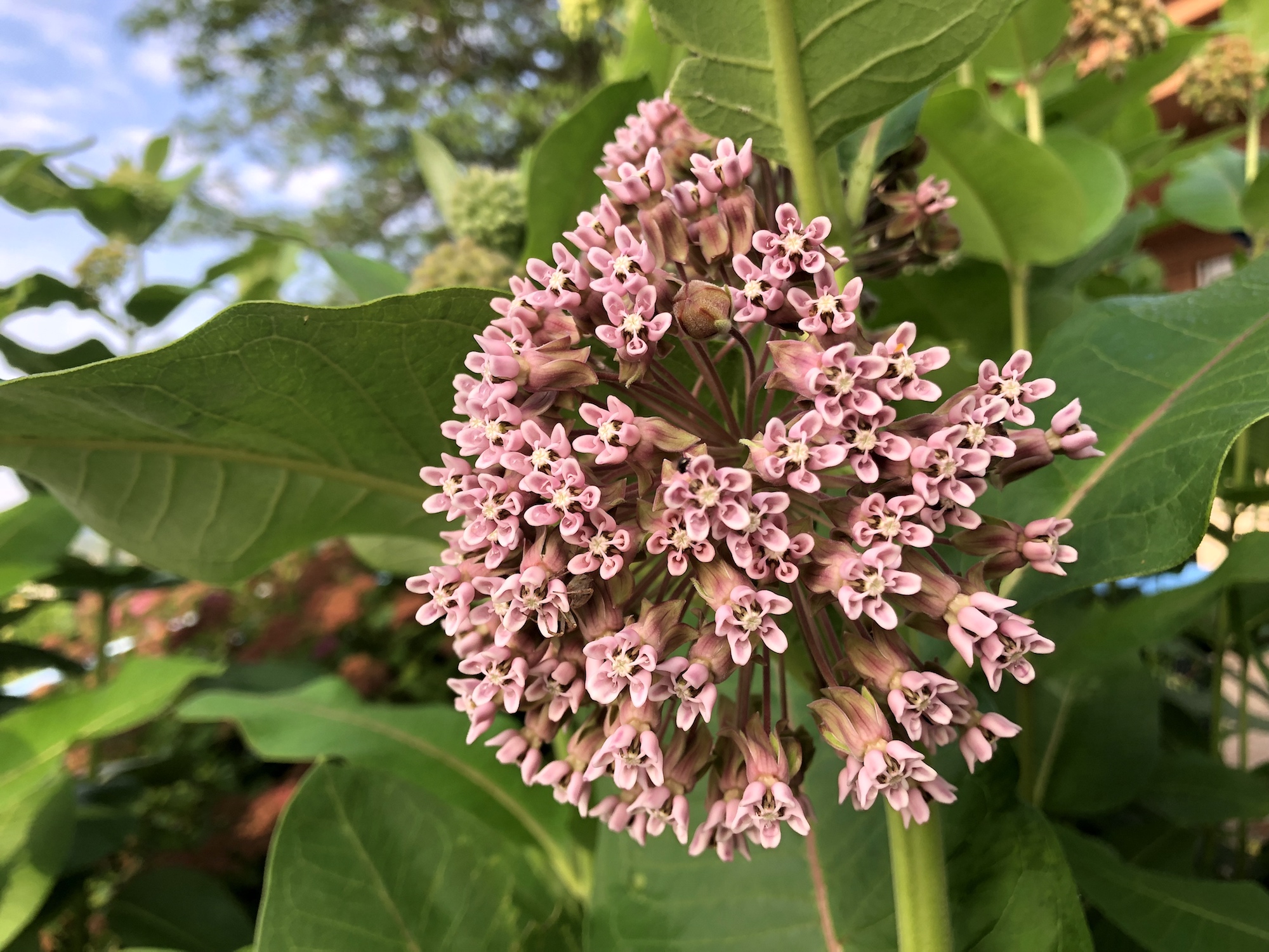 A close-up photo of a milkweed plant with small pink blossoms