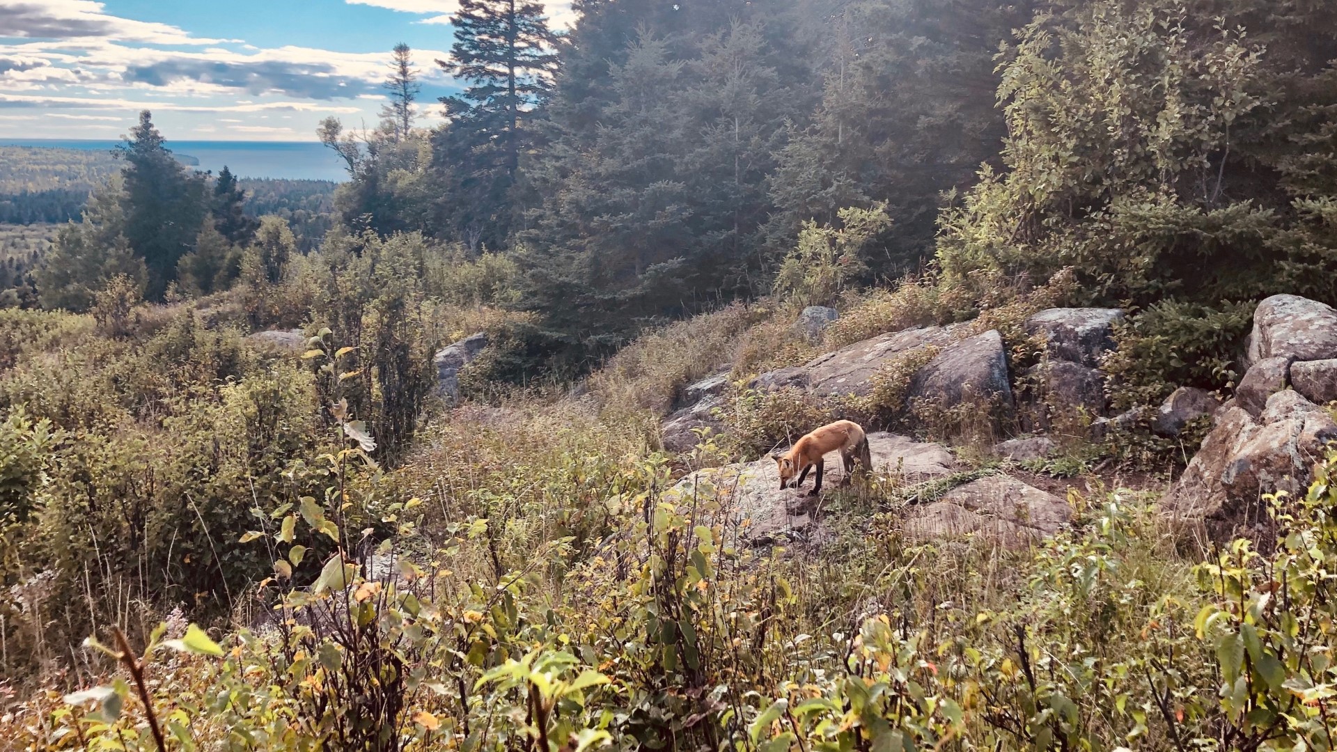 Study tracks how wolf reintroduction at Isle Royale affected foxes, martens