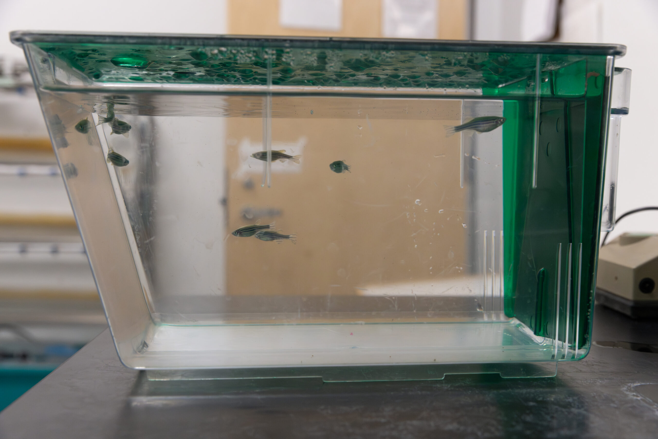 A tank of small fish sits on a table top