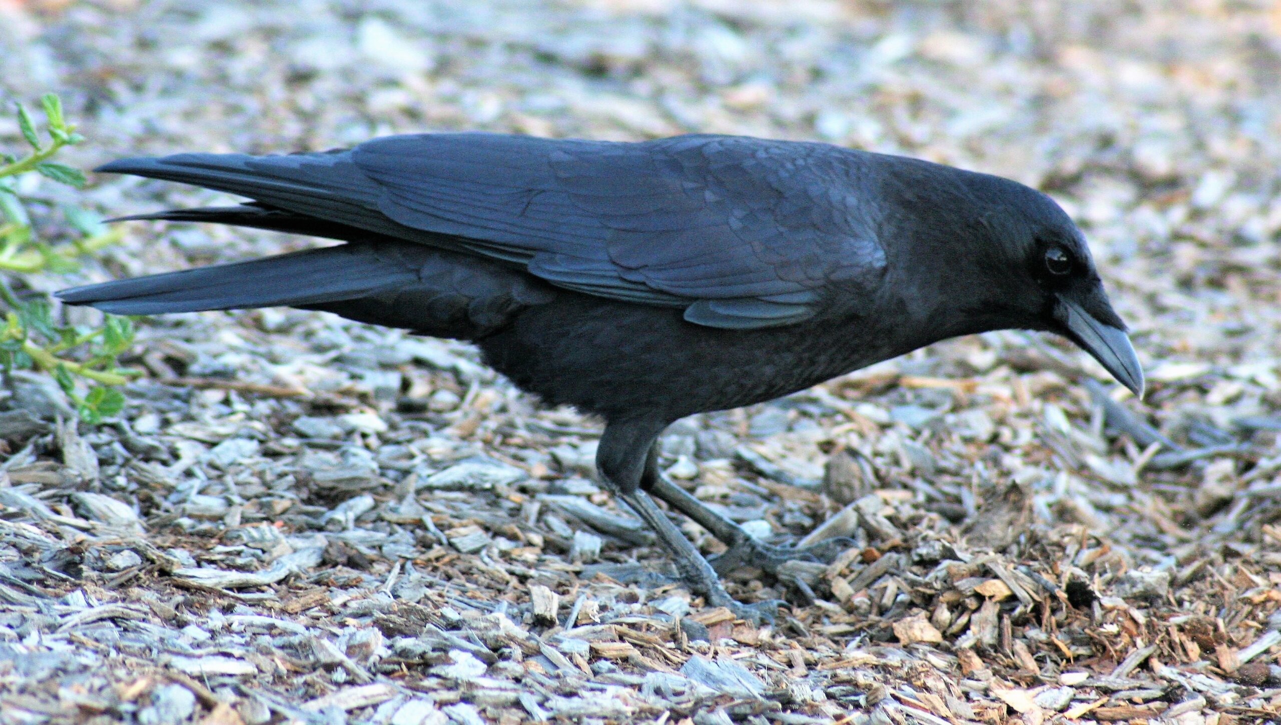 The official city bird of Eau Claire: Making the case for the crow