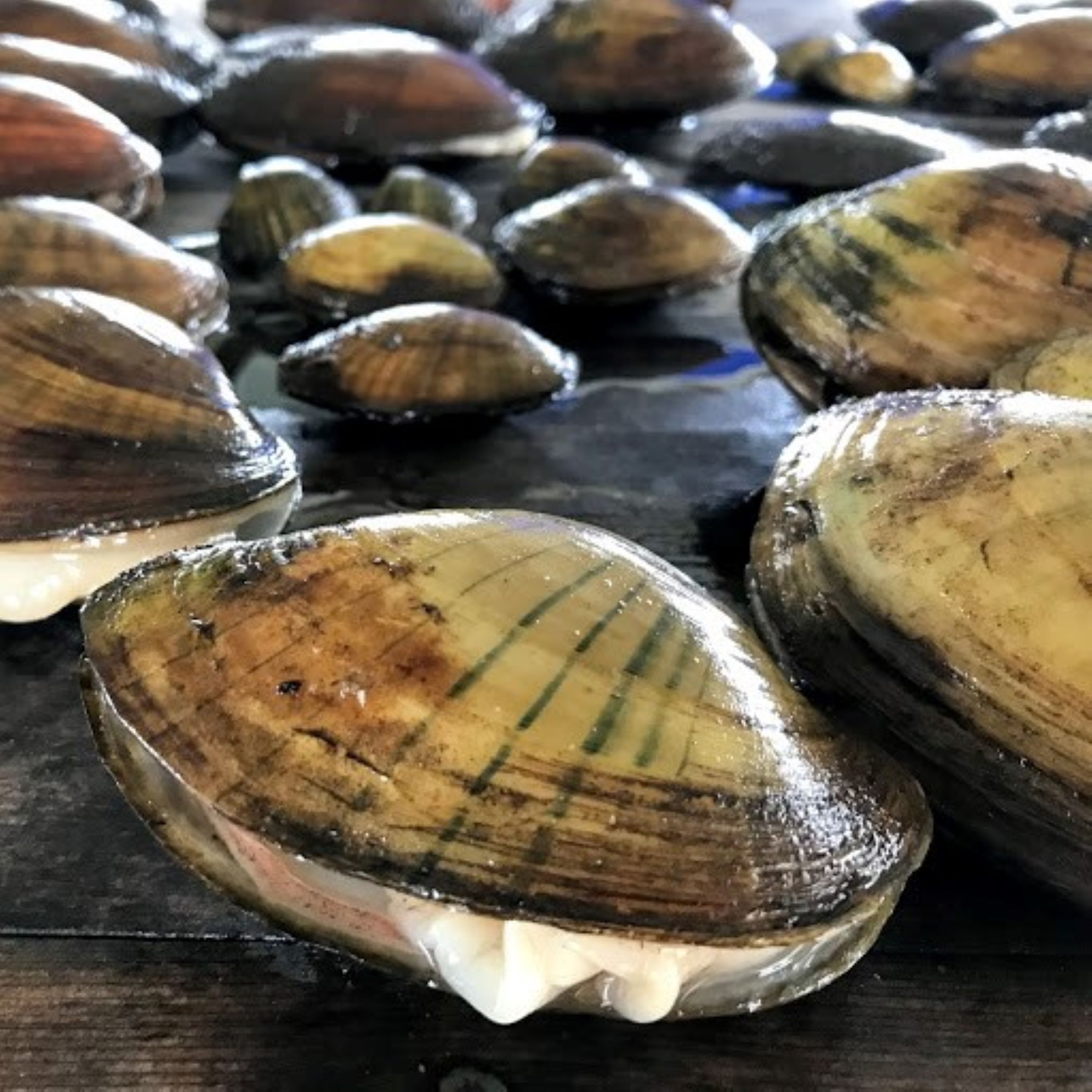 Mass die-off of freshwater mussels in Wisconsin leads to discovery of new parasite