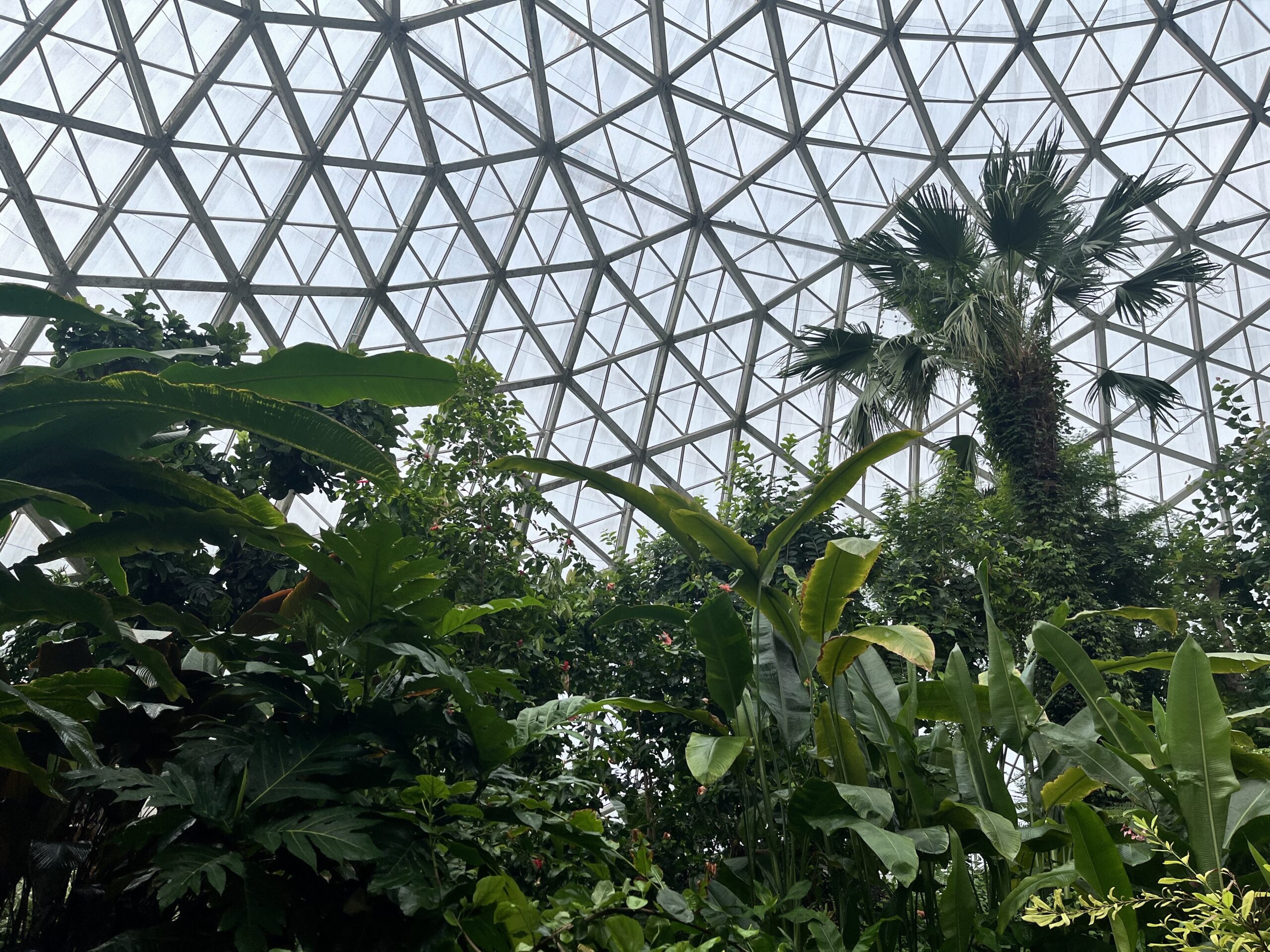 Lush greenery and a tall palm tree are seen inside the Mitchell Park Domes.