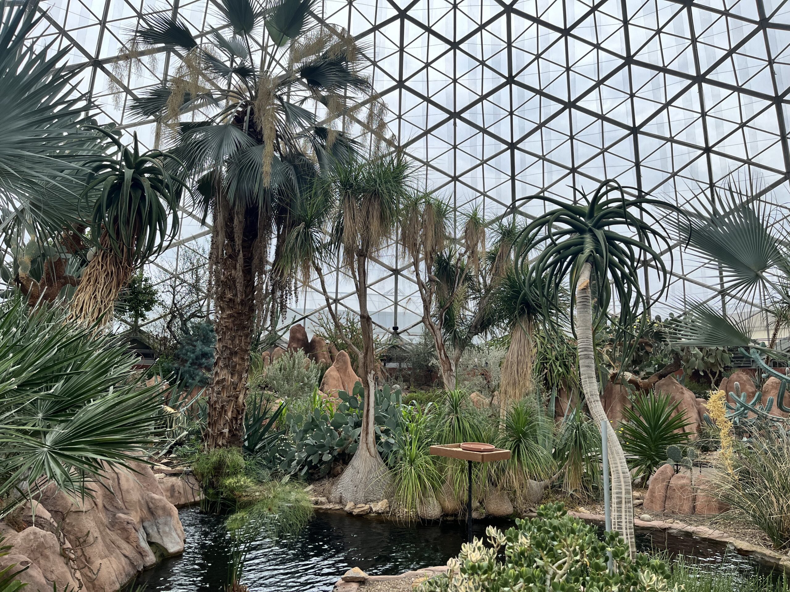 Desert palm trees are seen surrounding a small pond inside the Mitchell Park Domes.