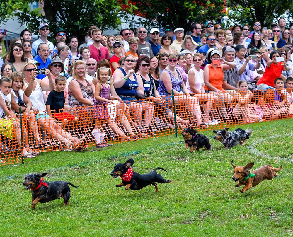 For the glory and the squeaky toy at the Dachshund Derby finish line
