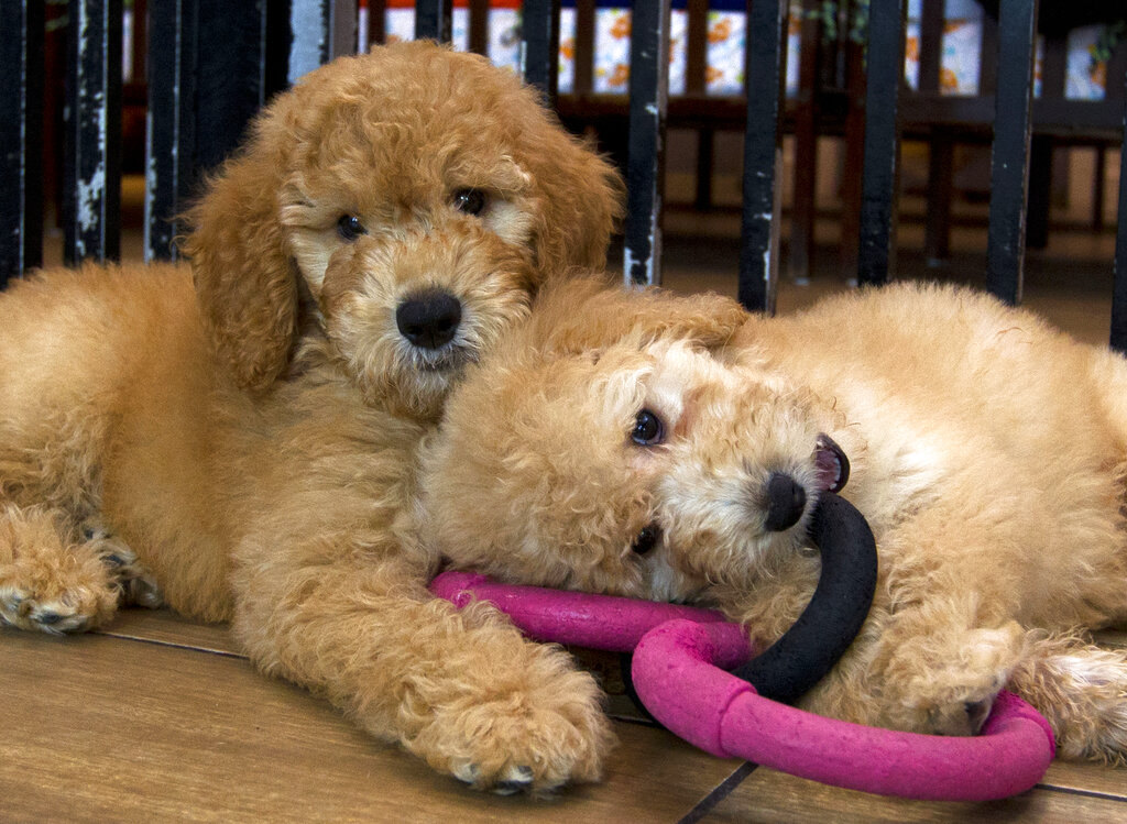 Looking to buy a puppy in Wisconsin? Here’s how to do it responsibly