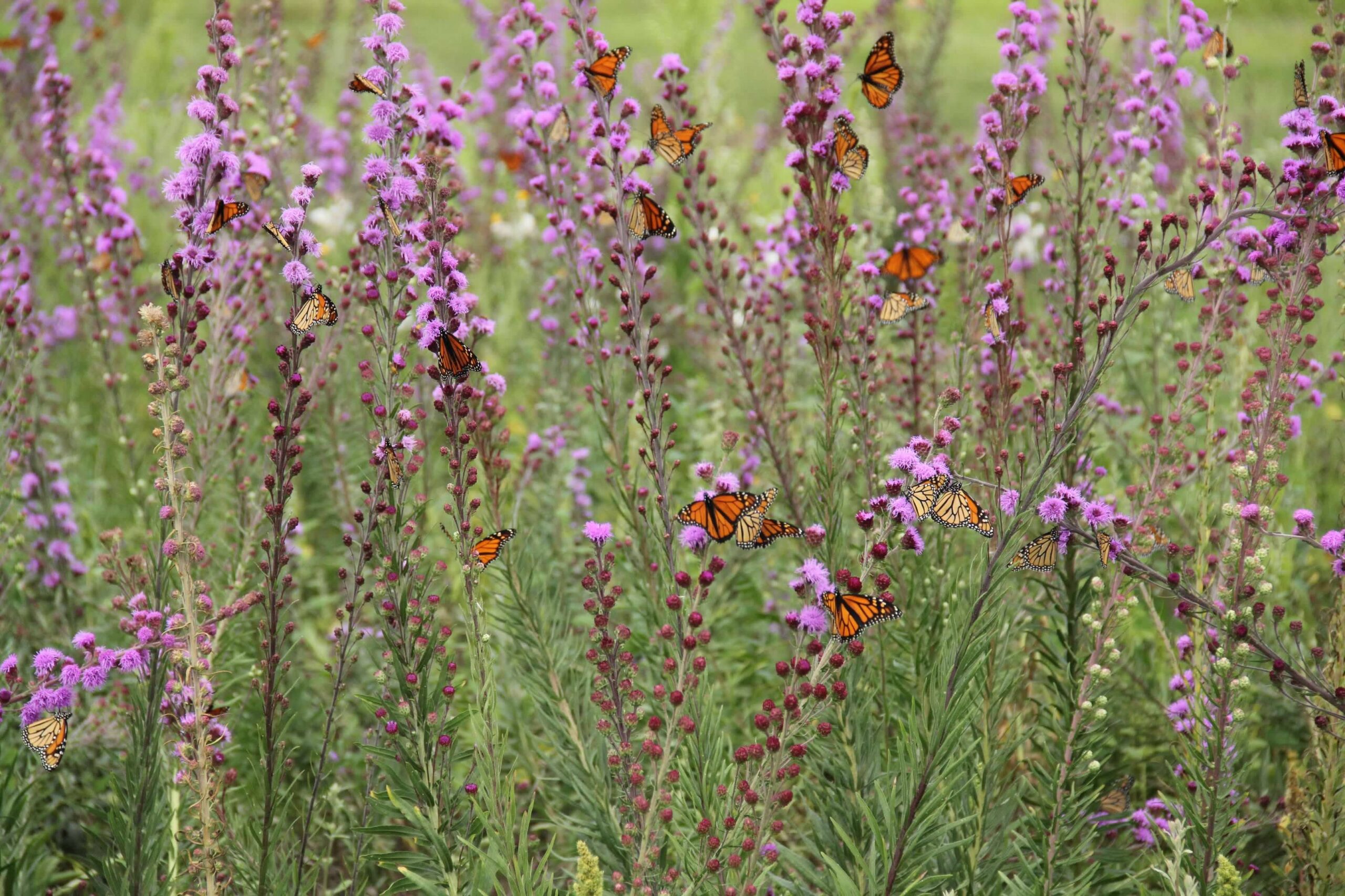 Summer monarch counts are down in Wisconsin