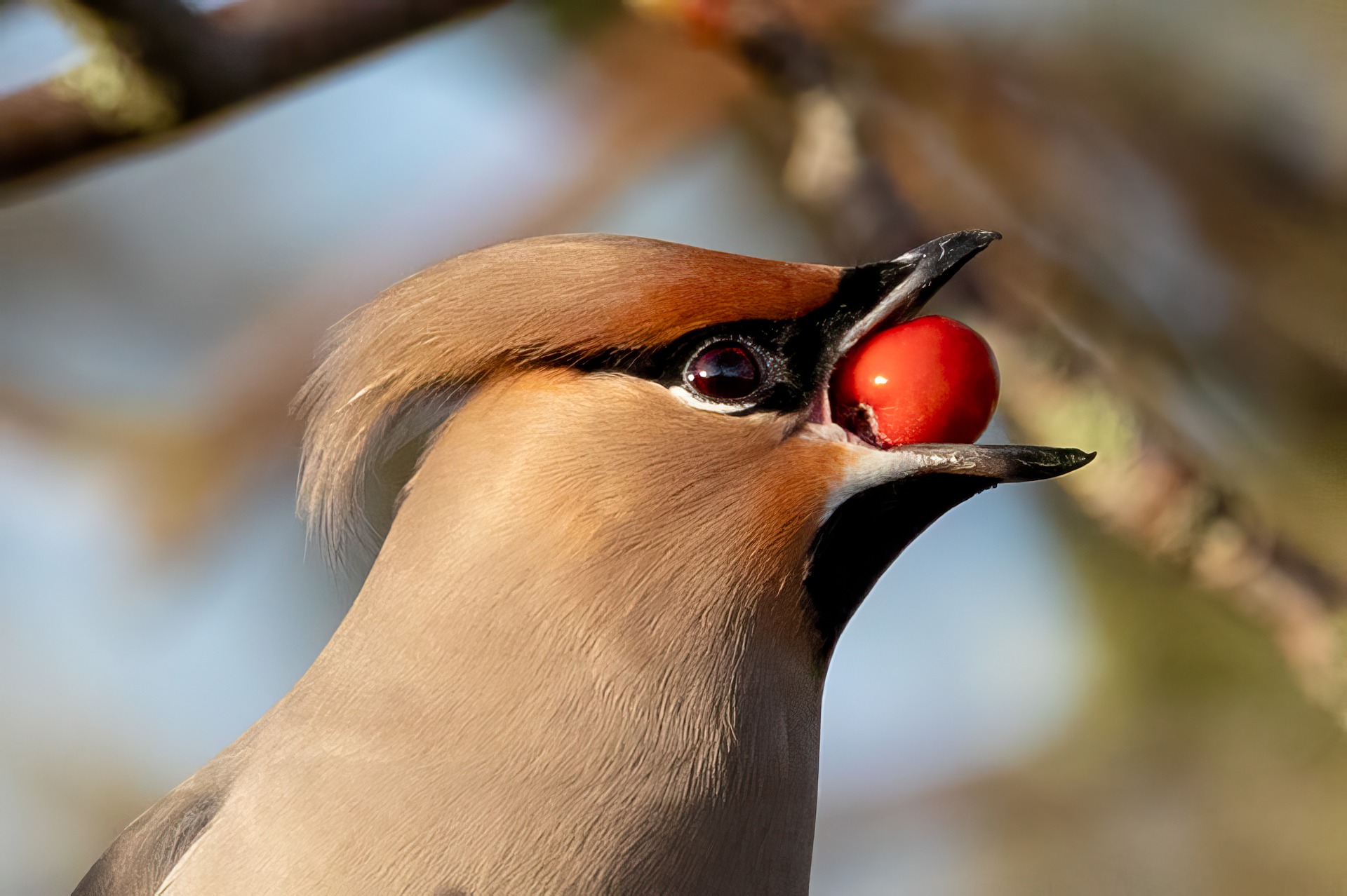 Cedar waxwing with a berry