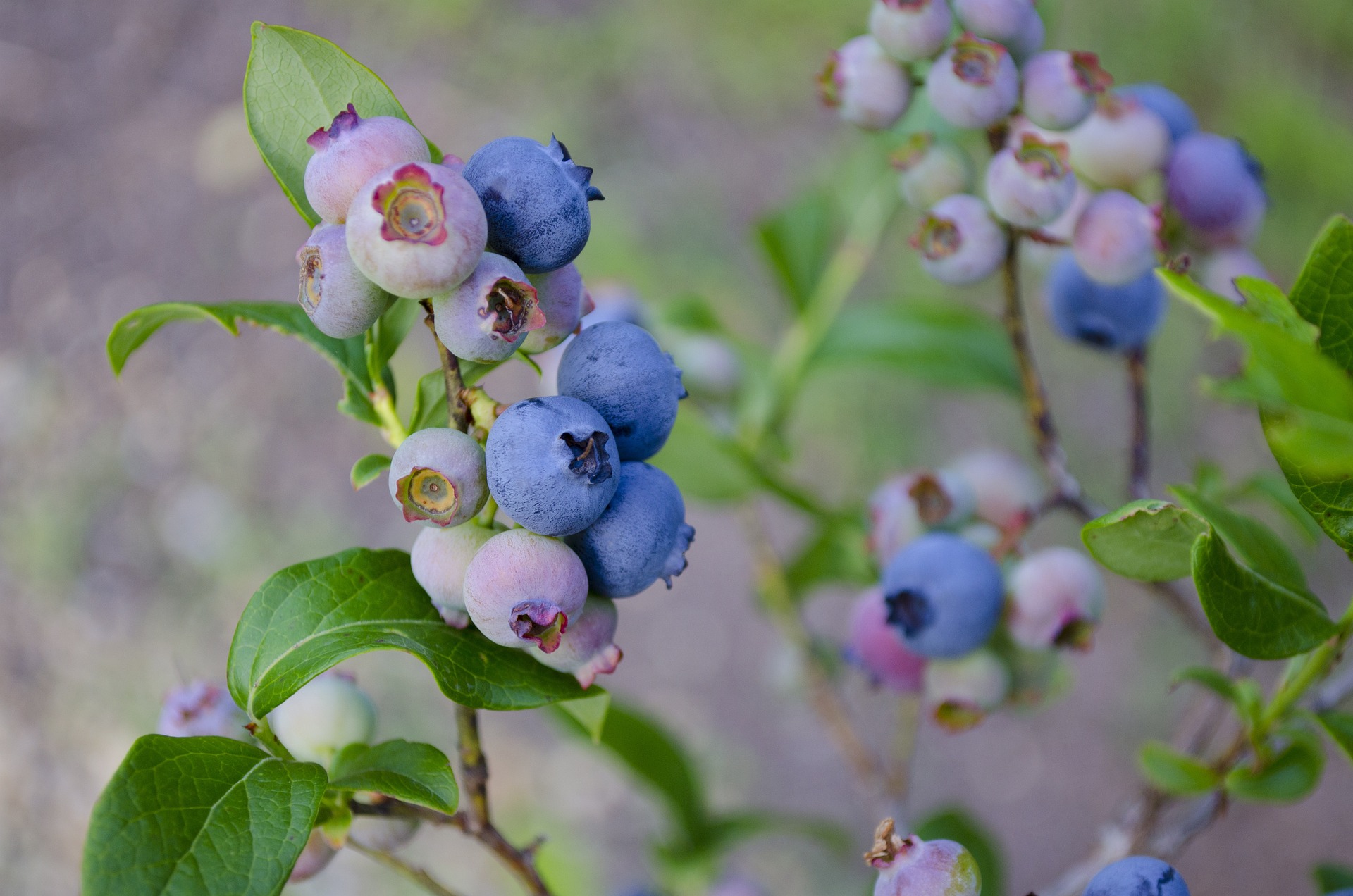 Blueberry bush.