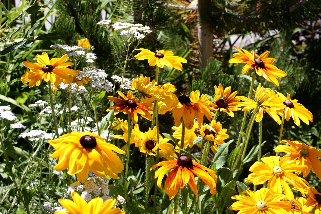 Black eyed Susans in a native garden.