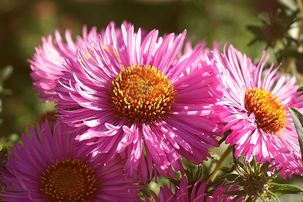 Pink aster flower.