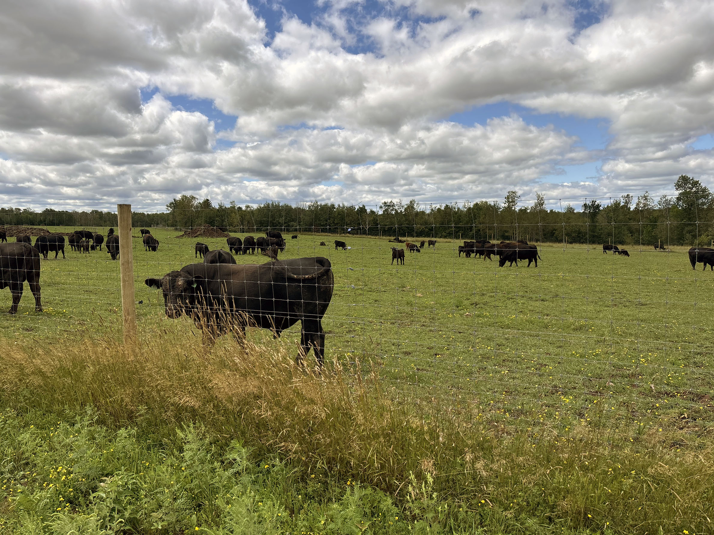 Farmers turn to ‘predator-proof’ fences to deter wolves in northern Wisconsin