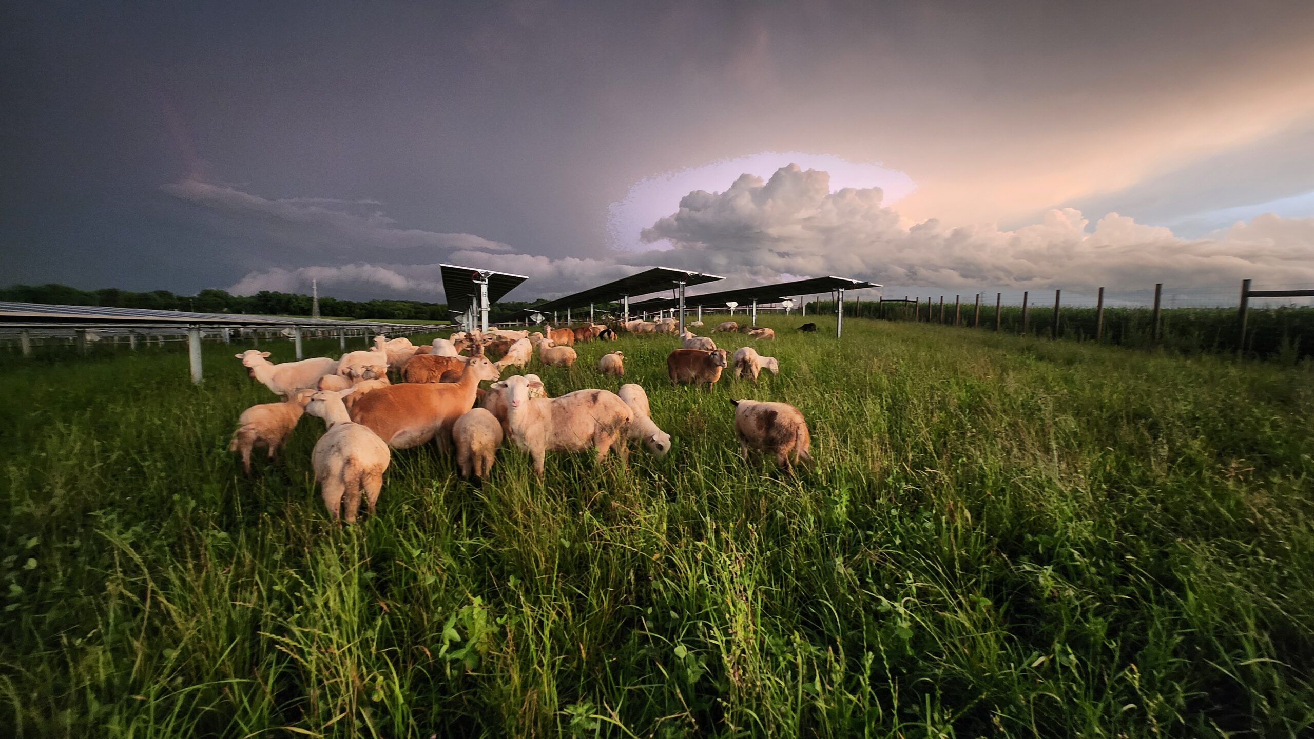 Sheep graze at Tyto Solar site