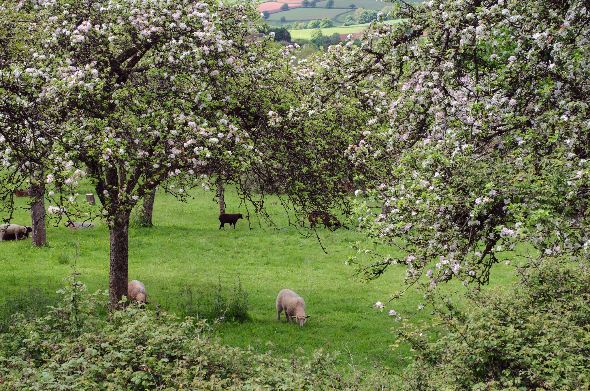 Sheep grazing in an apple orchard.