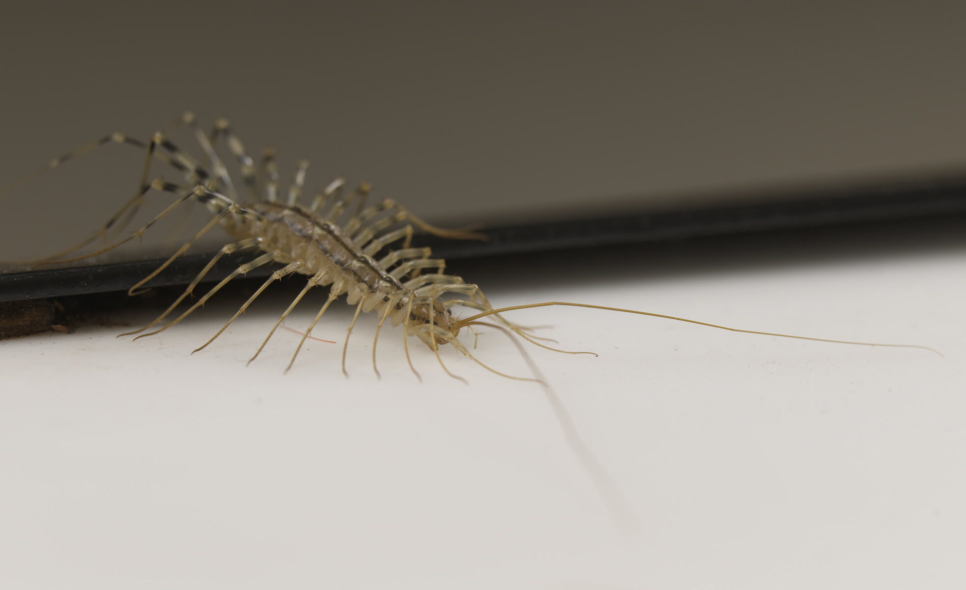 Are house centipedes ‘ideal’ roommates? This scientist thinks so.