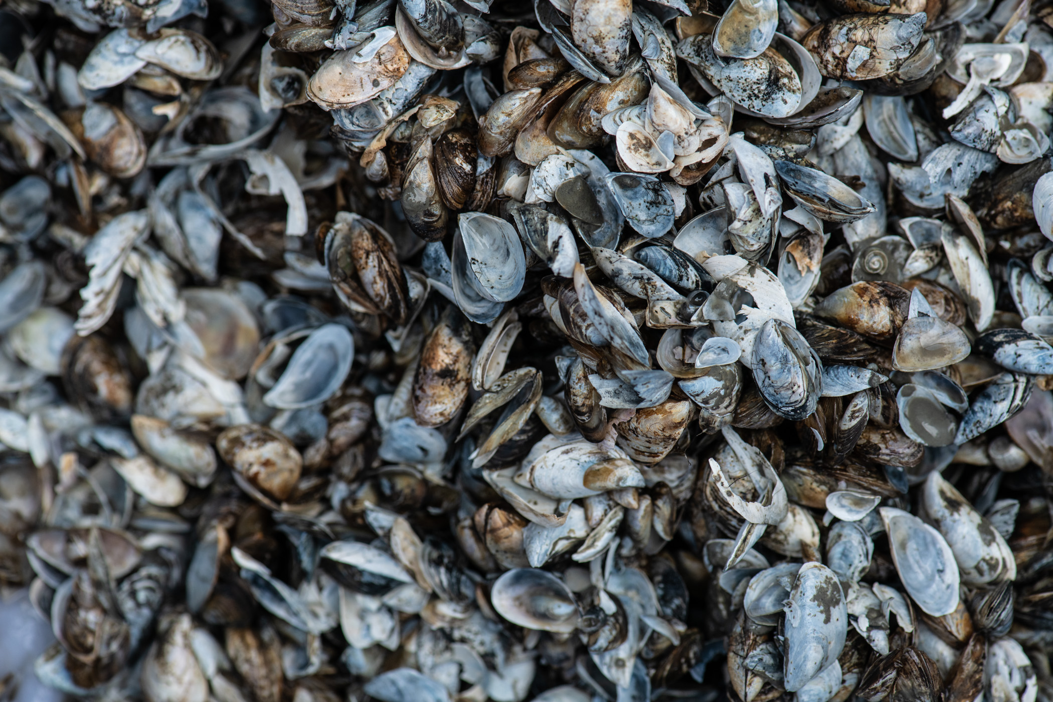 Quagga mussels found in Wisconsin inland lake for first time