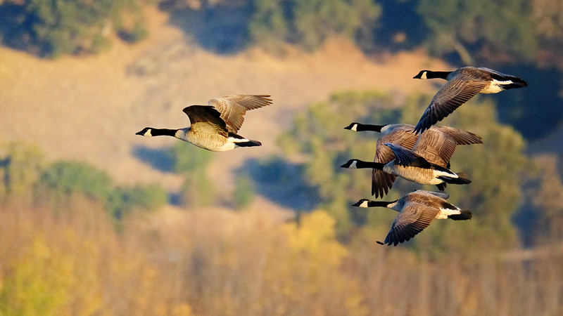 The goose pond: Finding healing in presence