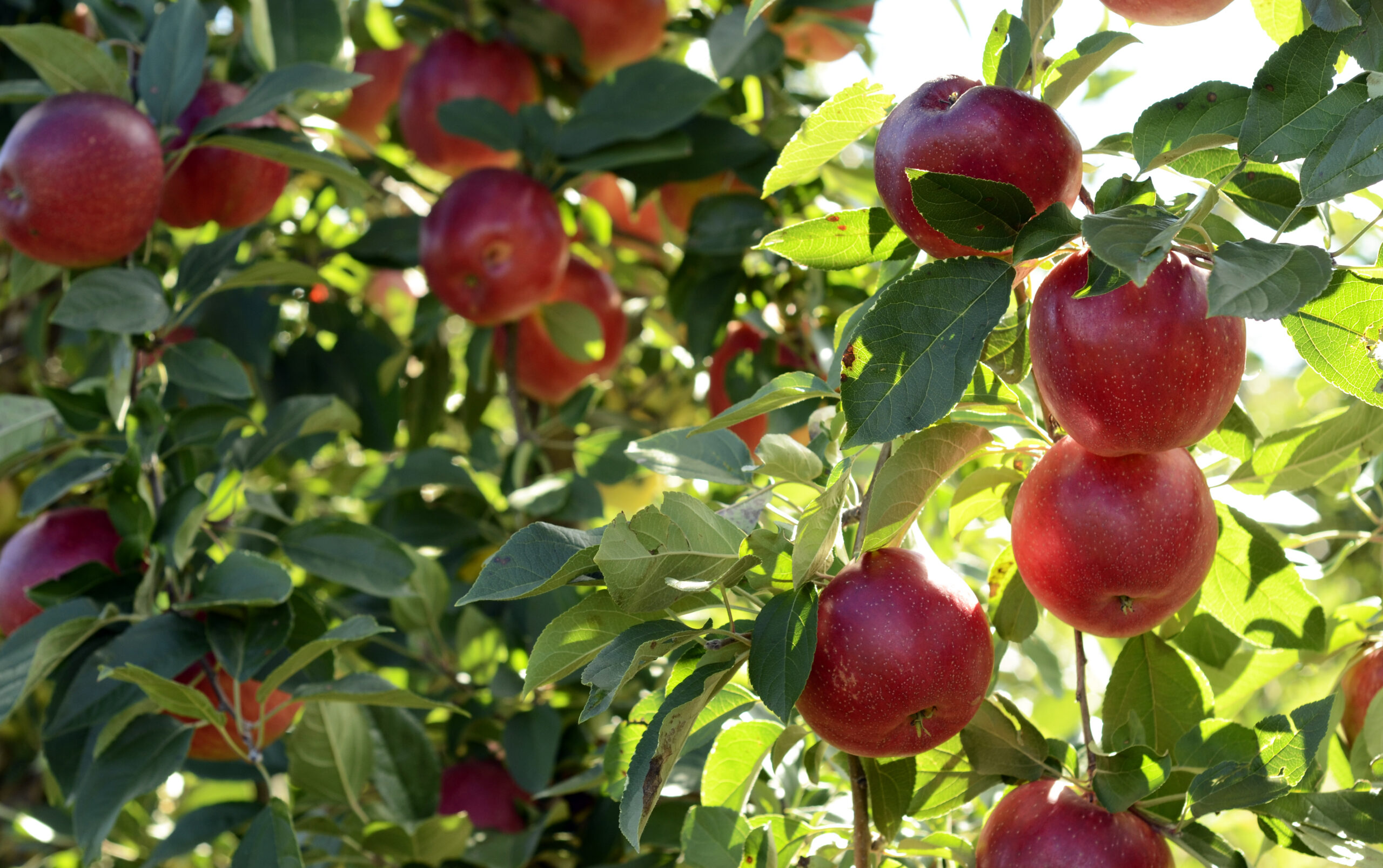 Very red apples hang on an apple tree.