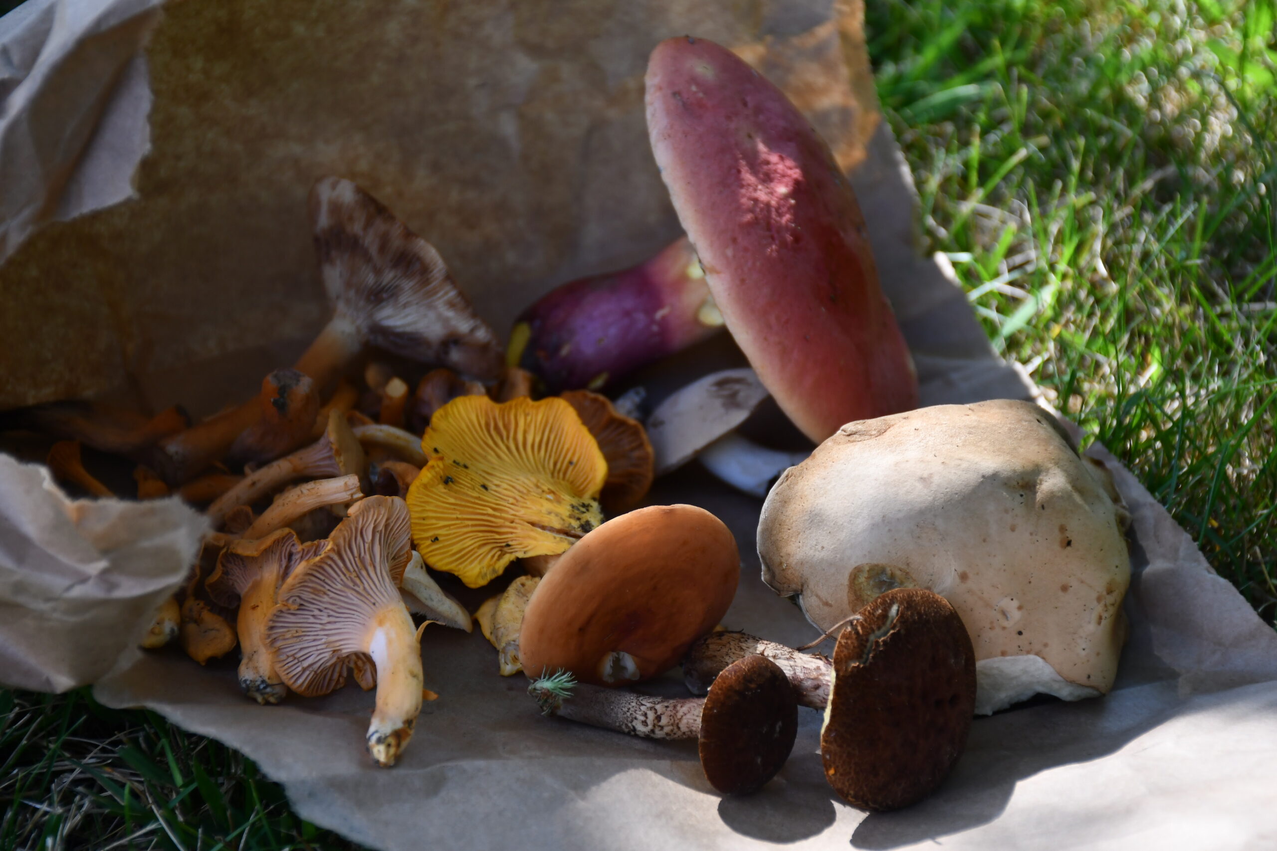 Foraged mushrooms