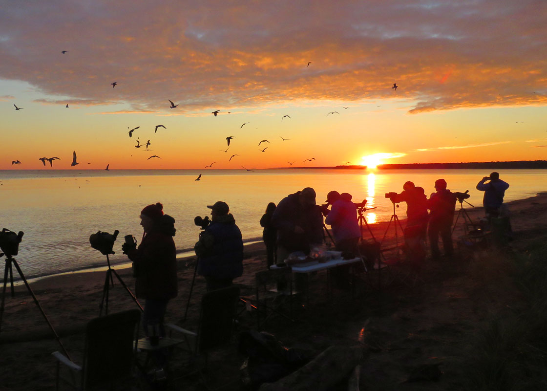 Birders flock to Wisconsin Point in Superior for annual ‘Jaeger Fest’ field trip to see rare birds