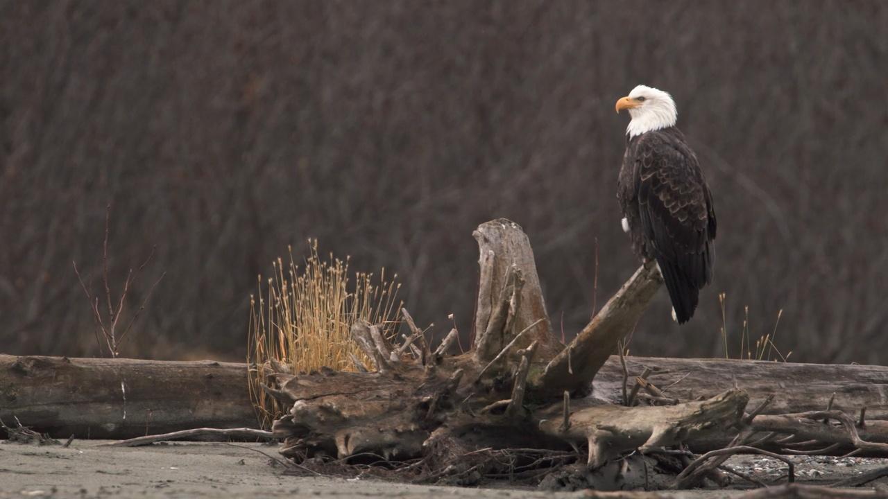 Iconic America: Our Symbols and Stories With David Rubenstein:The American Bald Eagle