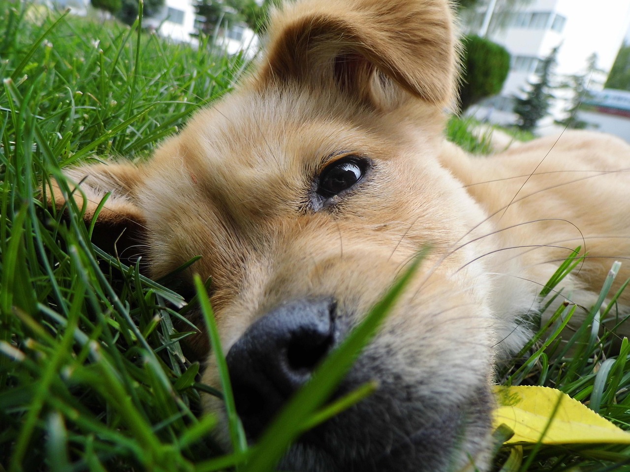 Puppy lying on the grass.