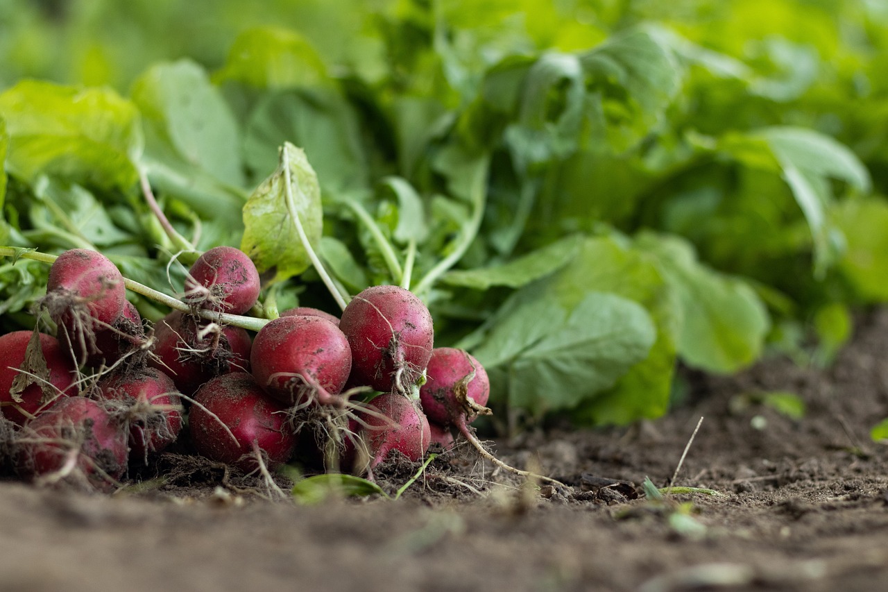 Radishes in the garden