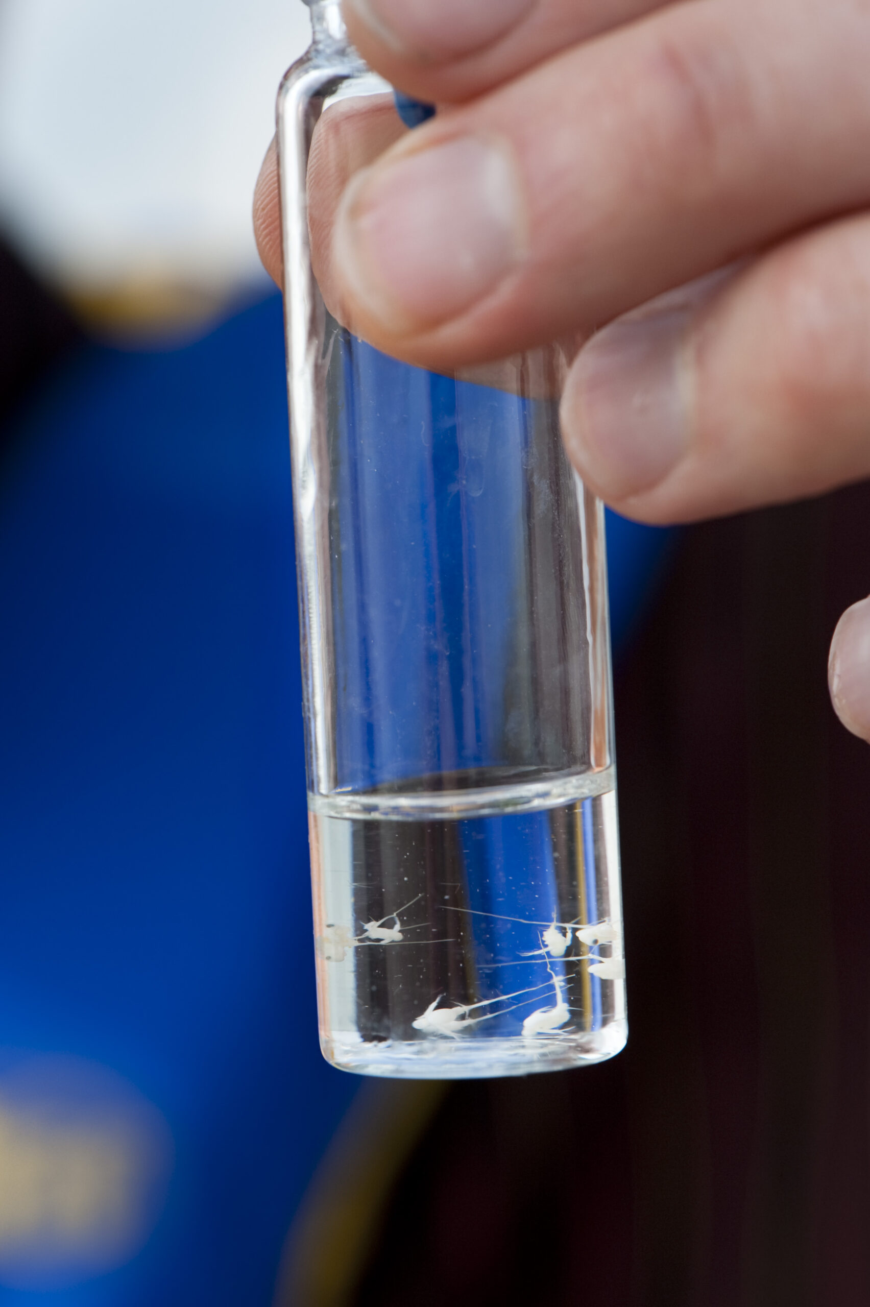 A hand holds out a vial that is one-third full with clear liquid. Inside, there are half a dozen white plankton the size of a pinhead with tails.