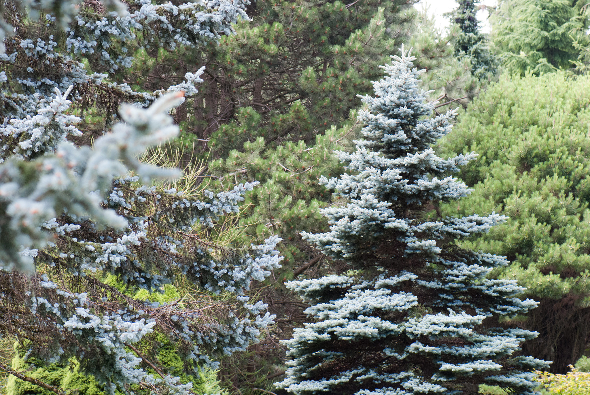 ‘Requiem for a Hope’: Honoring the spruce and other old trees