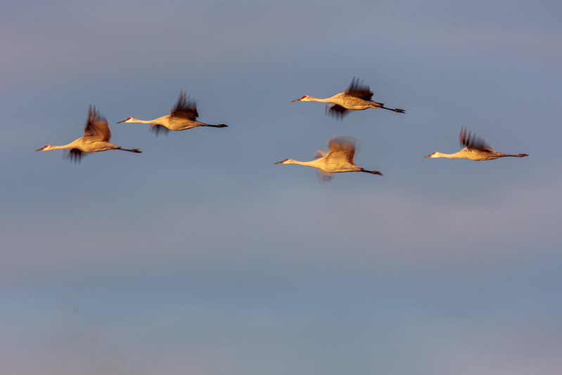 Five sandhill cranes fly across an early morning sky.