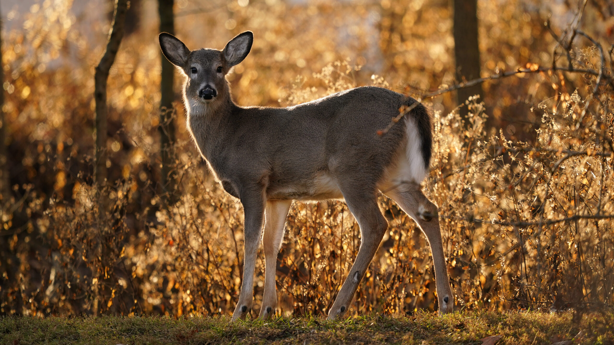 More deer, late start could yield mixed results for hunters this gun deer season