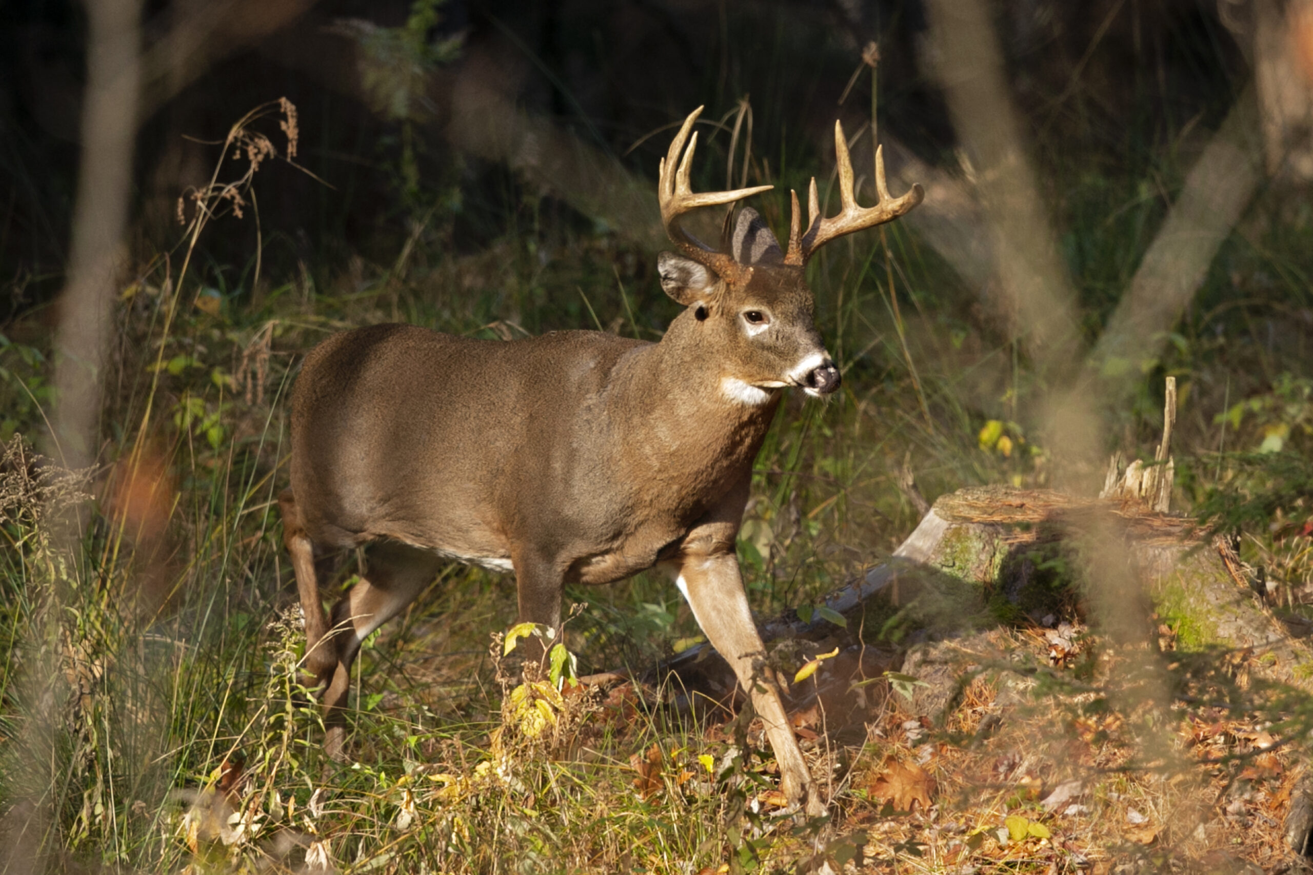 Hunters asked to submit deer tissue samples for PFAS testing near Stella