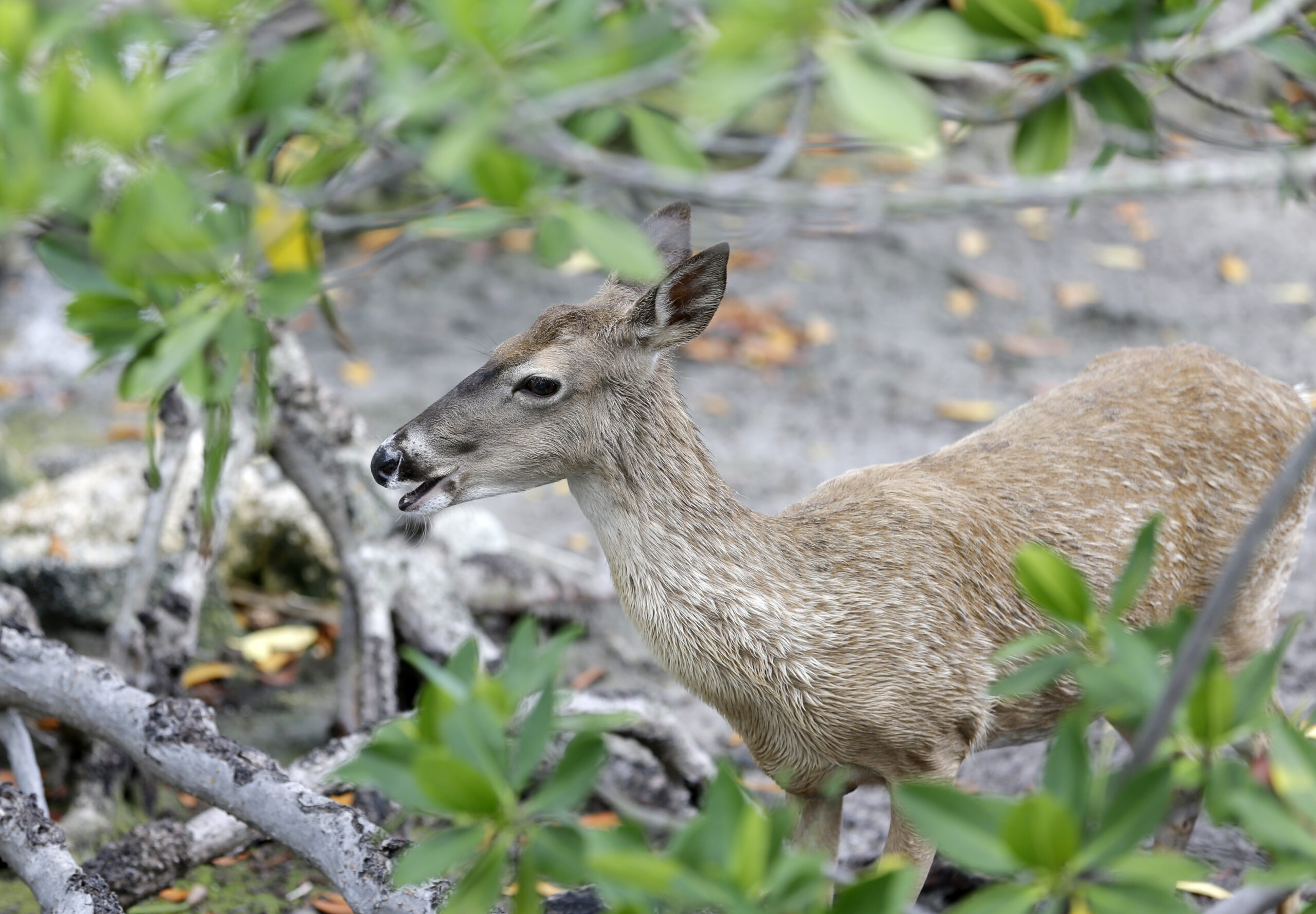 DNR board signs off on revised boundaries for managing deer