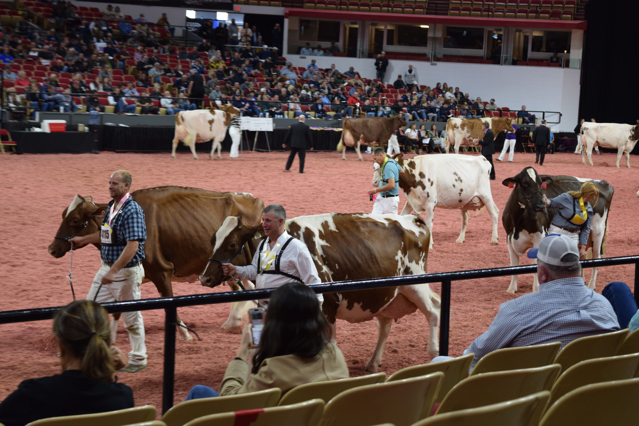 Red and white cows are led by exhibitors through a show ring