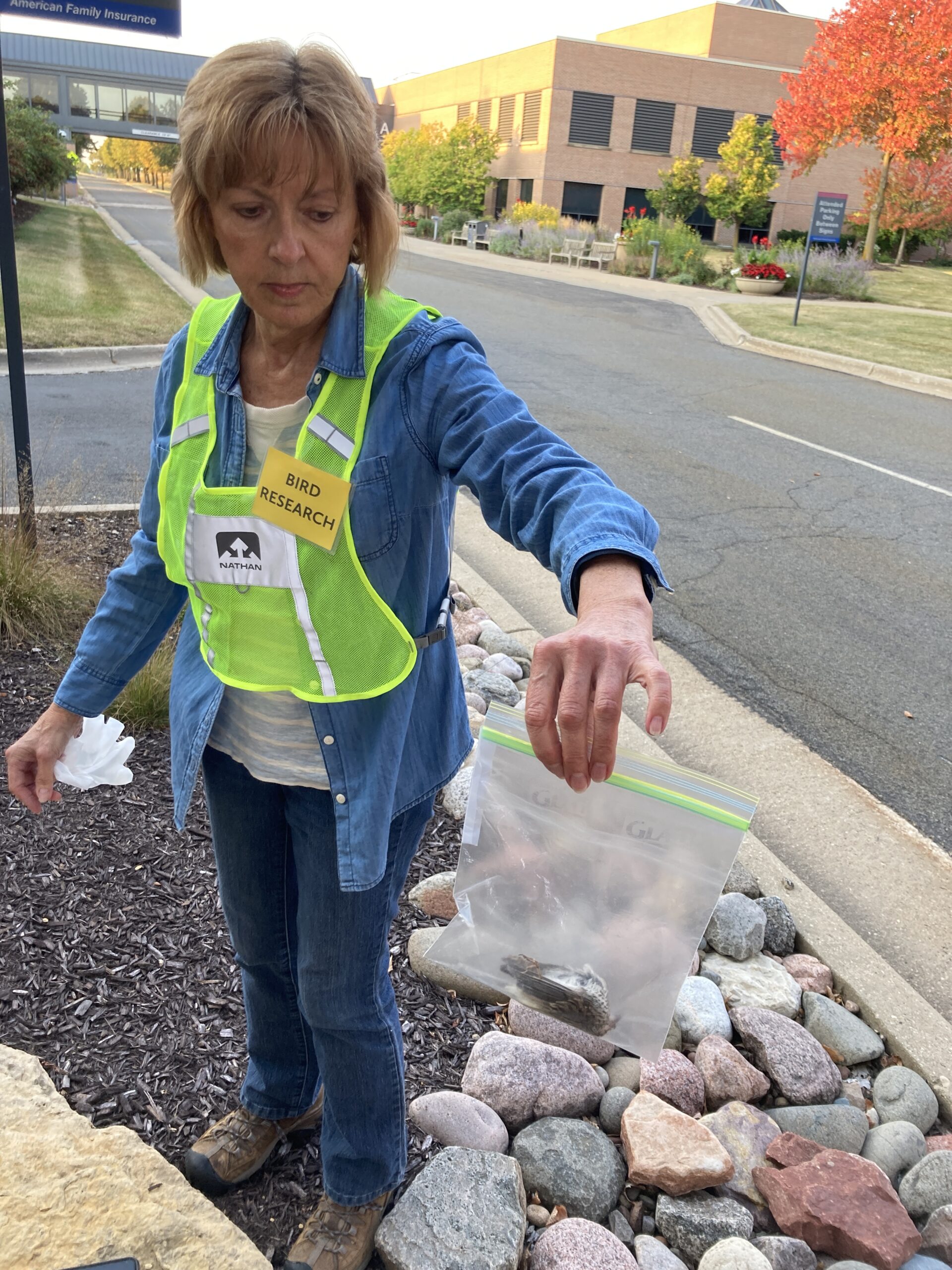 Mader holds out a ziplock bag containing a small dead sparrow.