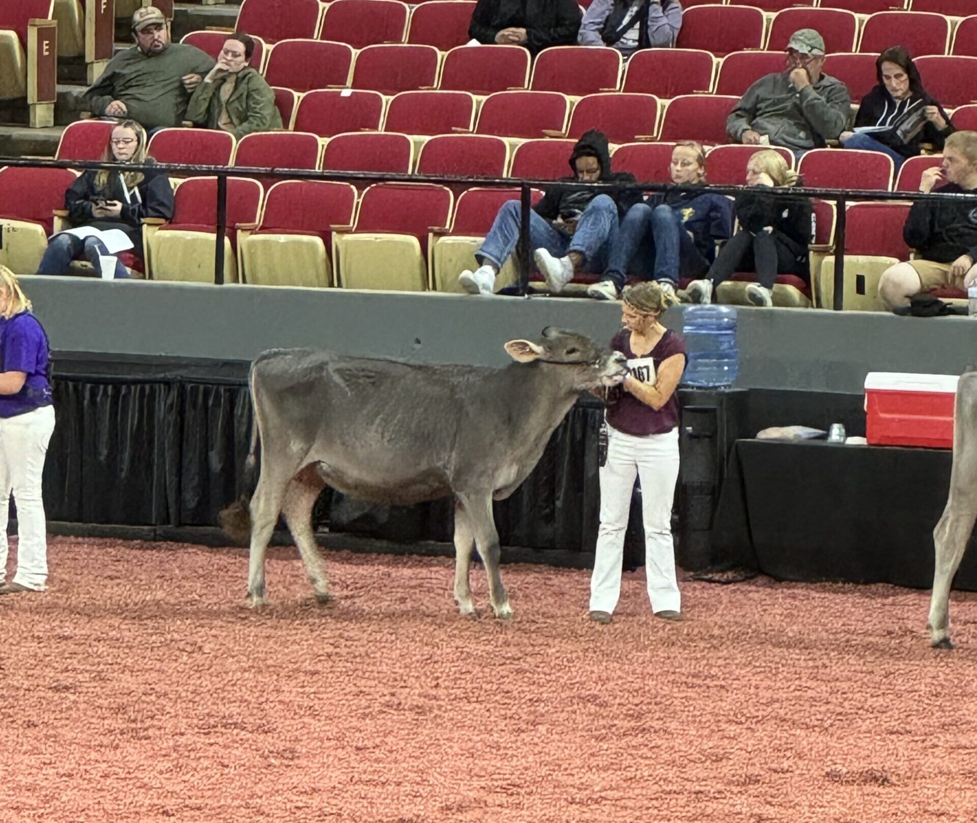 Emily Yeiser Stepp shows her family's Brown Swiss calf Patagonia during the 2024 World Dairy Expo in Madison.