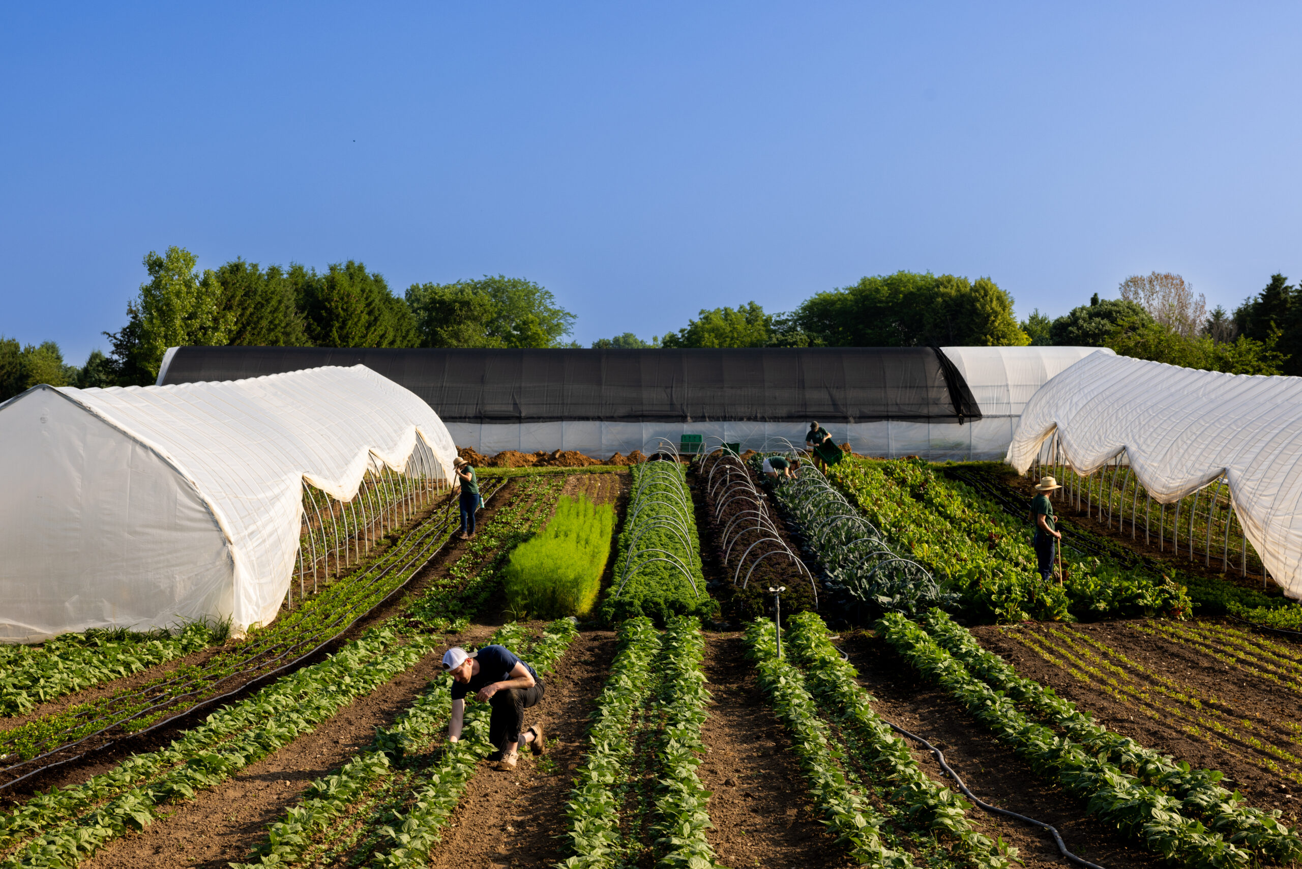 Late harvest: How to extend your growing season