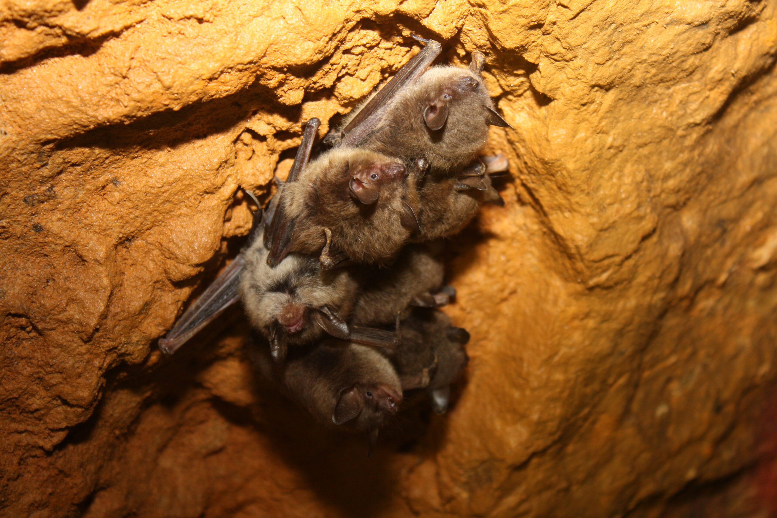 Little brown bats hibernating. Photo courtesy Wisconsin DNR