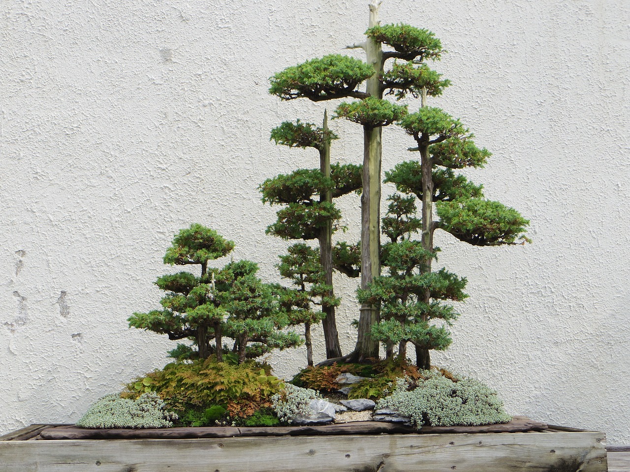 Bonsai trees