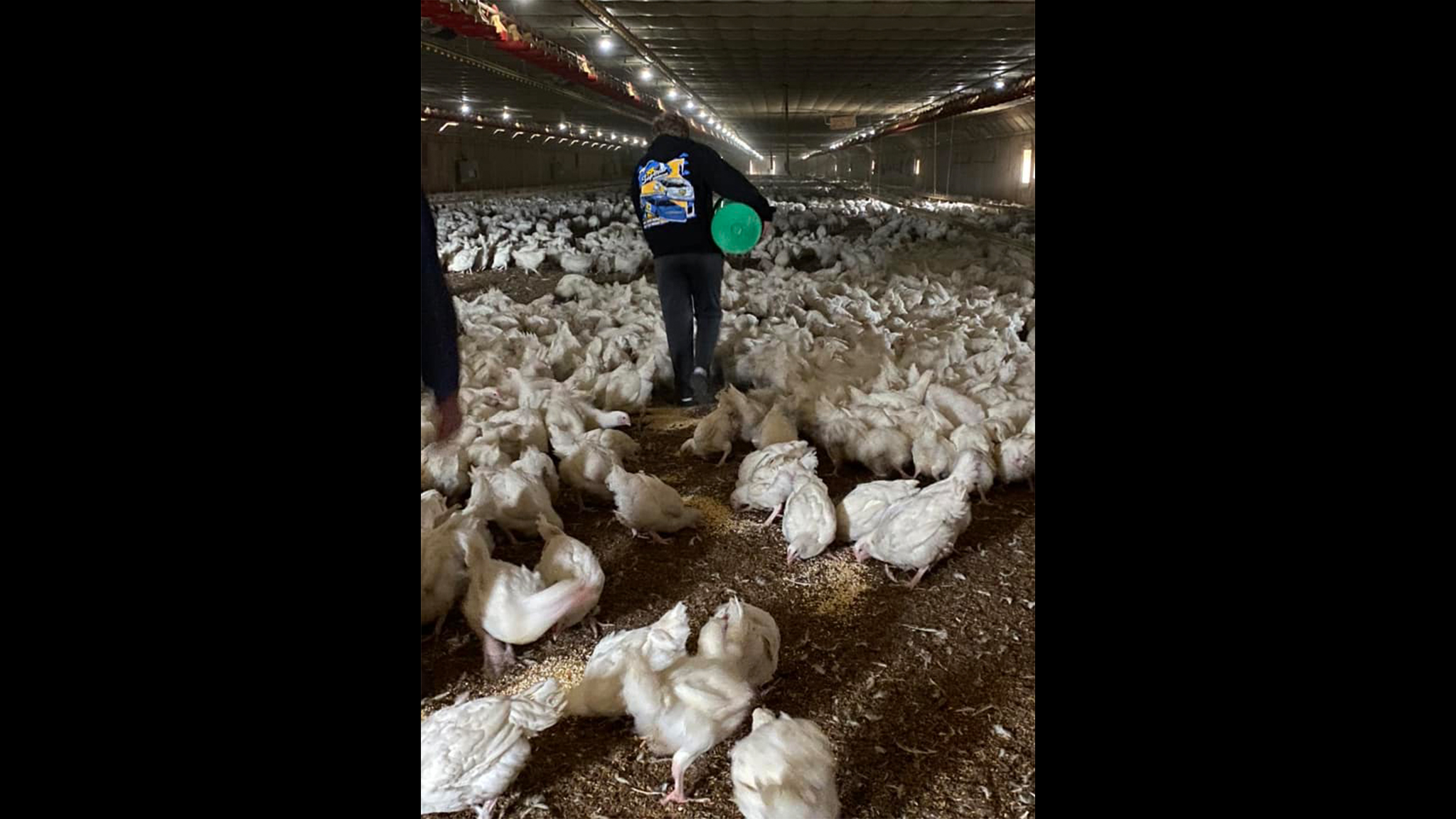 Poultry farms turn to Facebook after processor abandons thousands of chickens