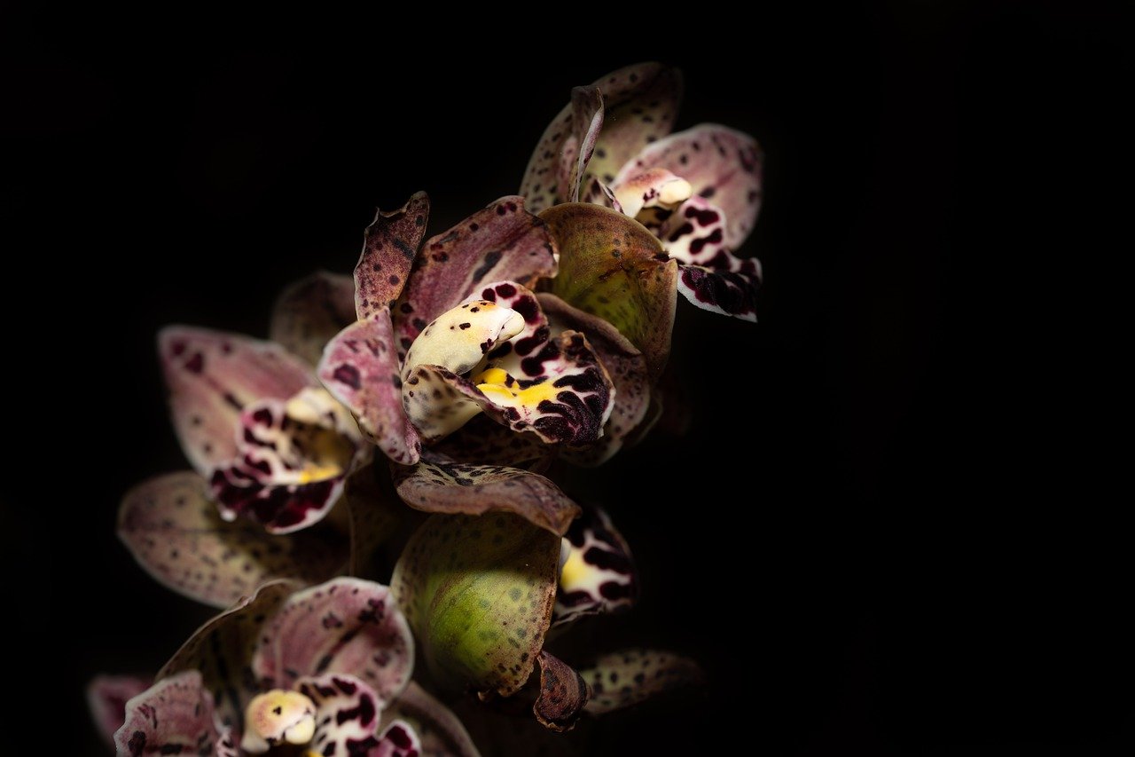 Orchid stem with flowers.